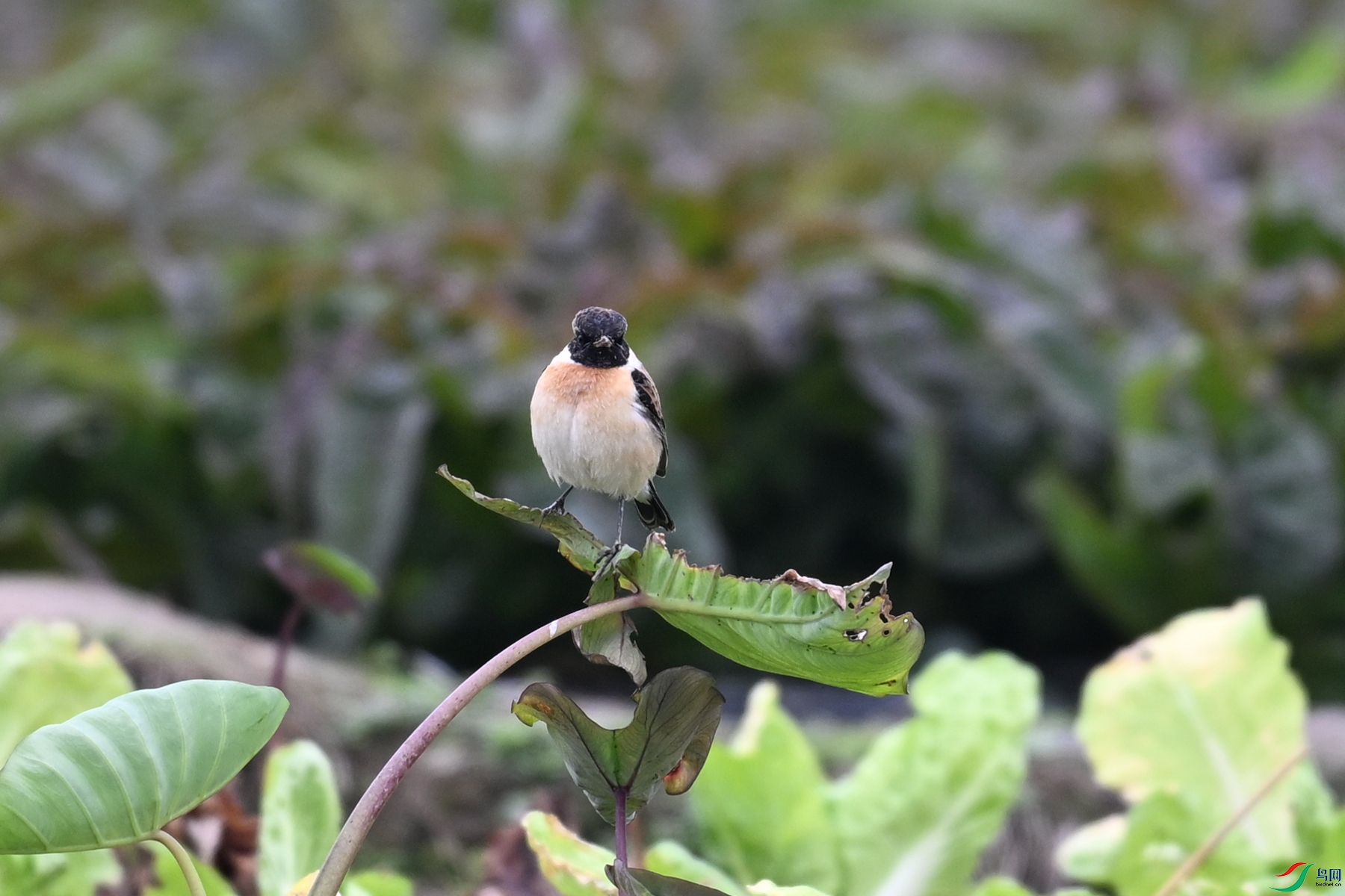 DSC_5273.JPG
