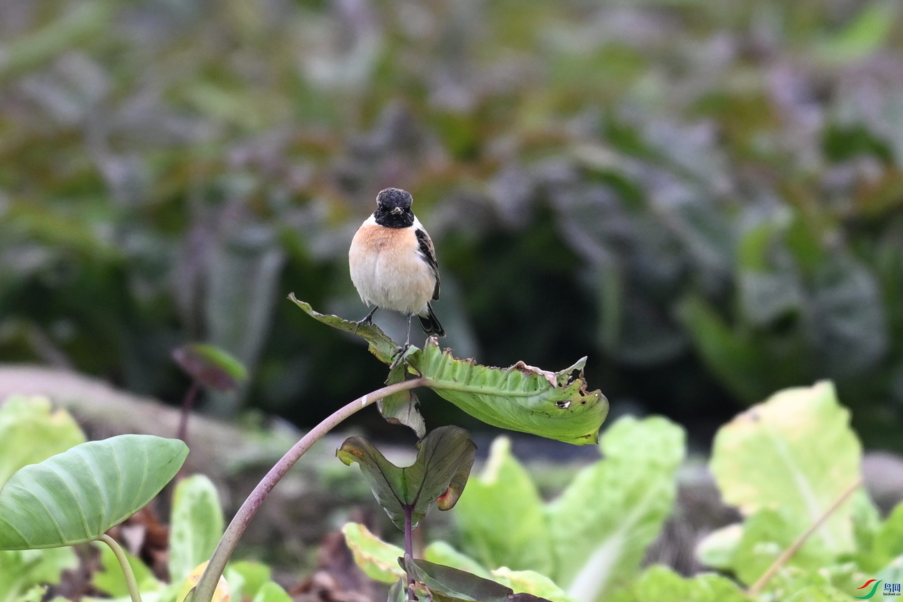 DSC_5274.JPG