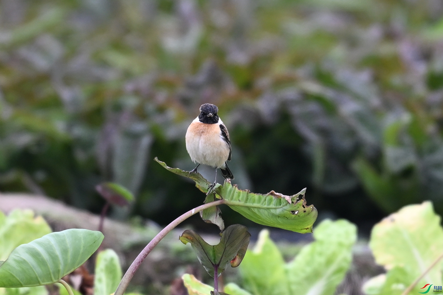 DSC_5275.JPG