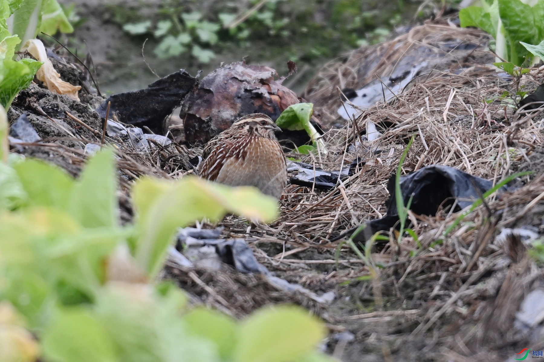 DSC_5312.JPG