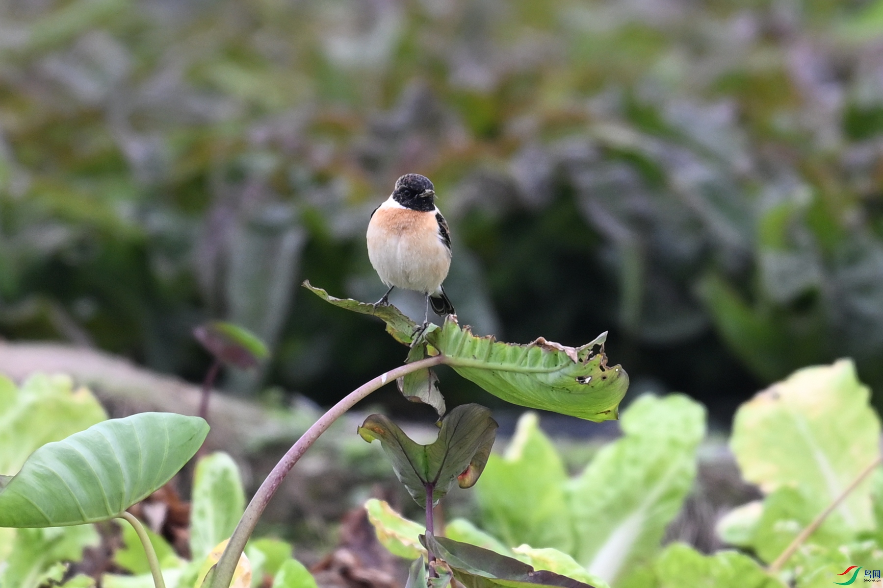 DSC_5276.JPG