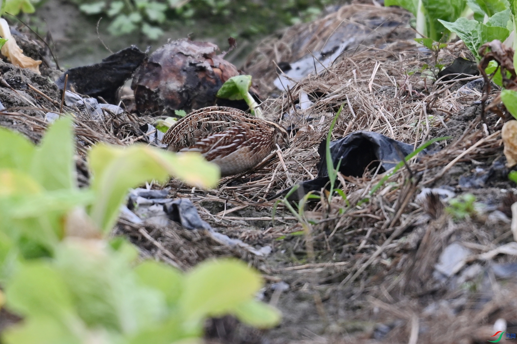DSC_5316.JPG