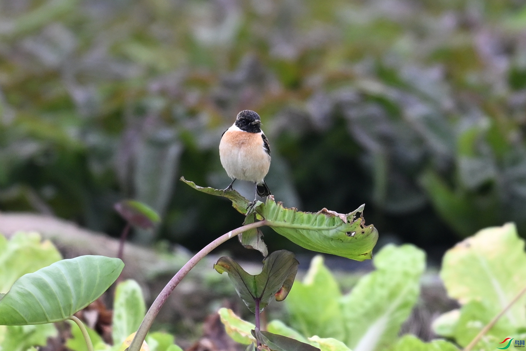 DSC_5277.JPG