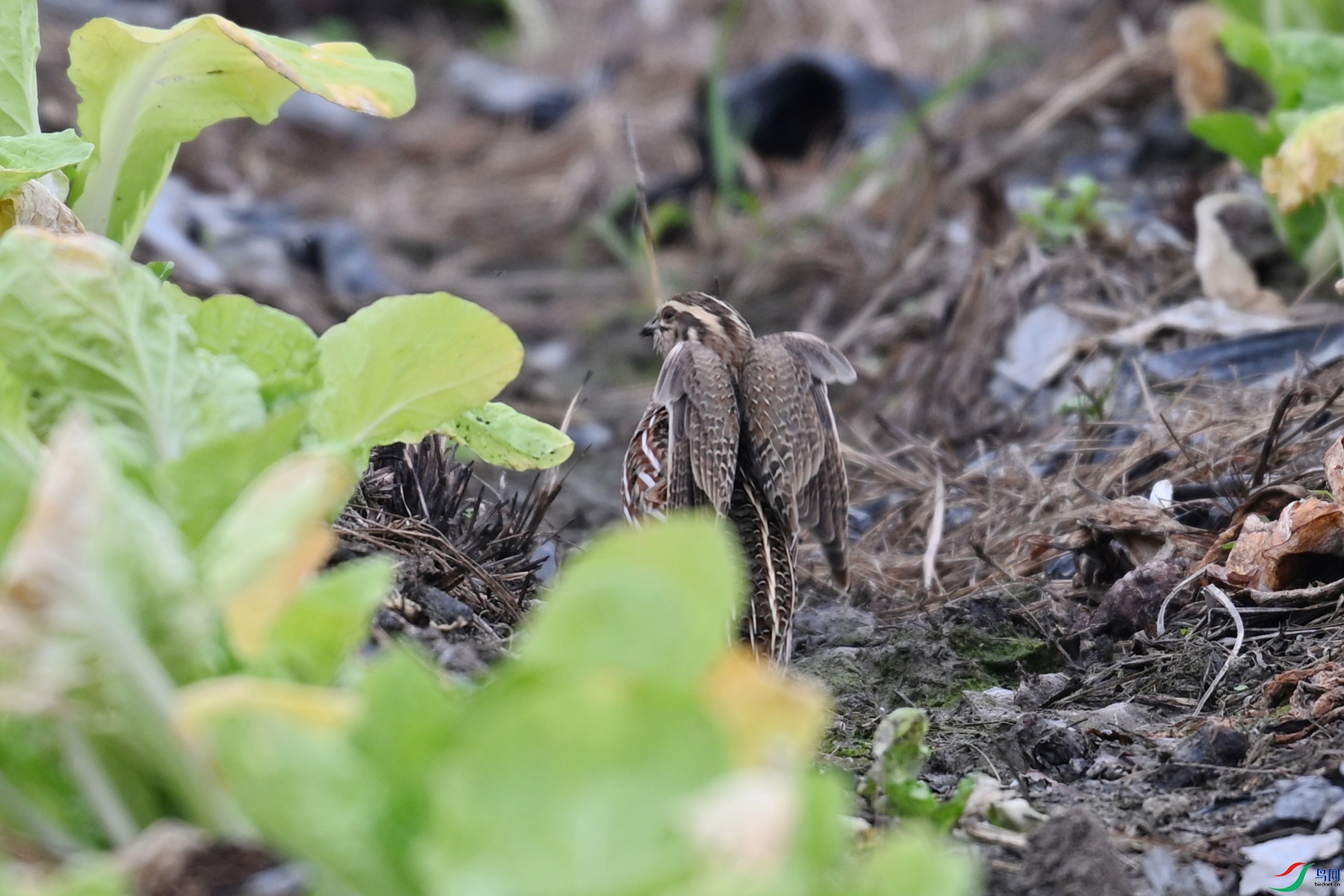 DSC_5282.JPG