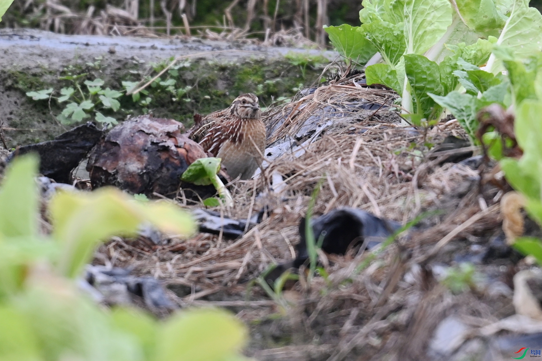 DSC_5307.JPG