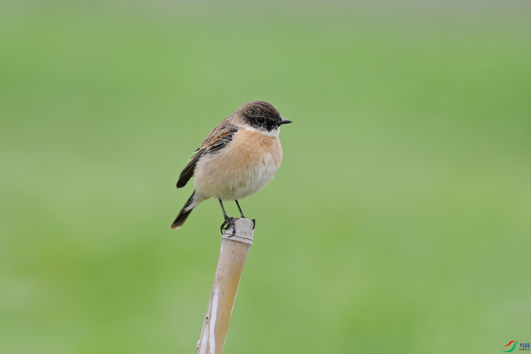 DSC_5321.JPG