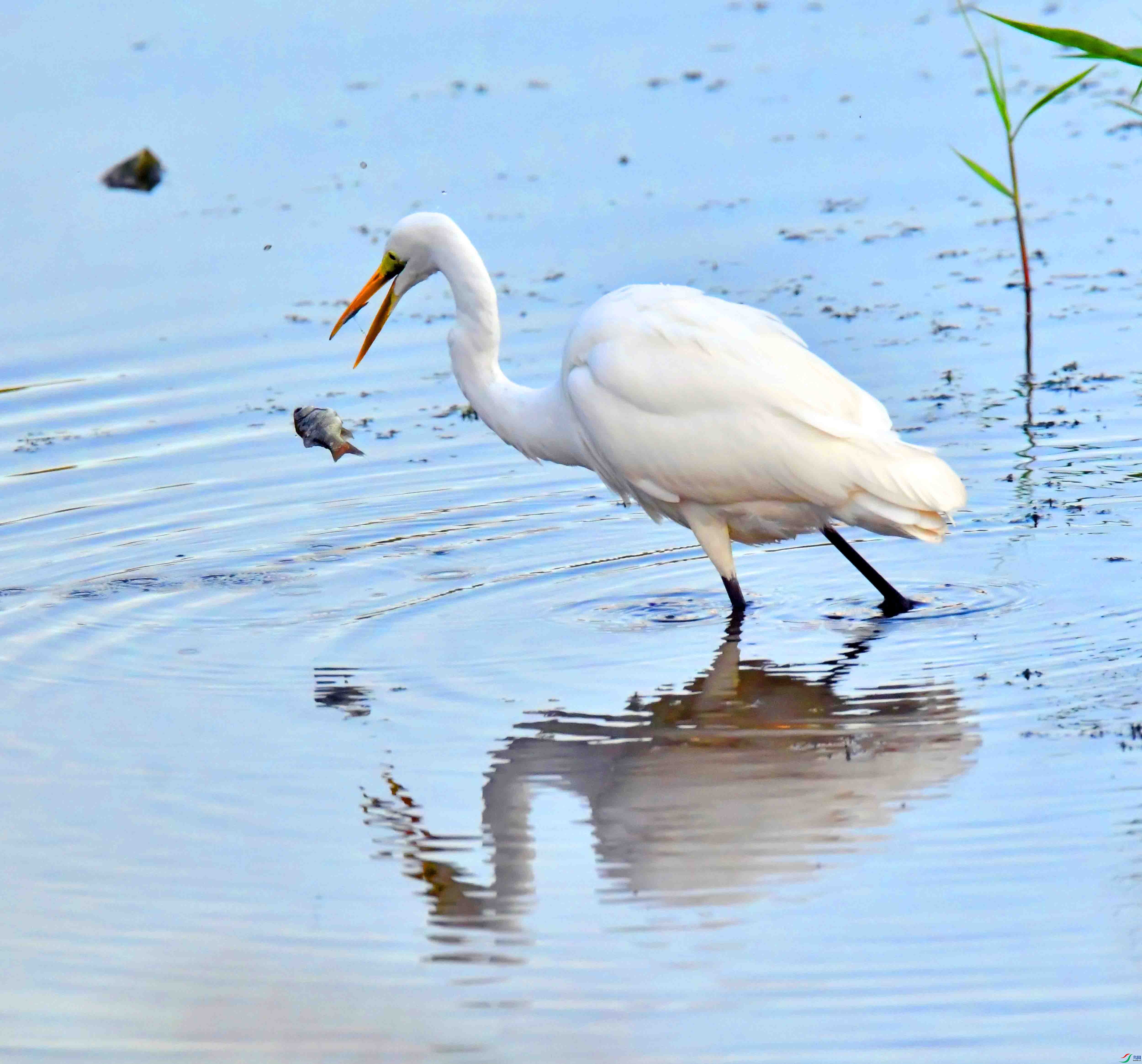 DSC_2623.JPG