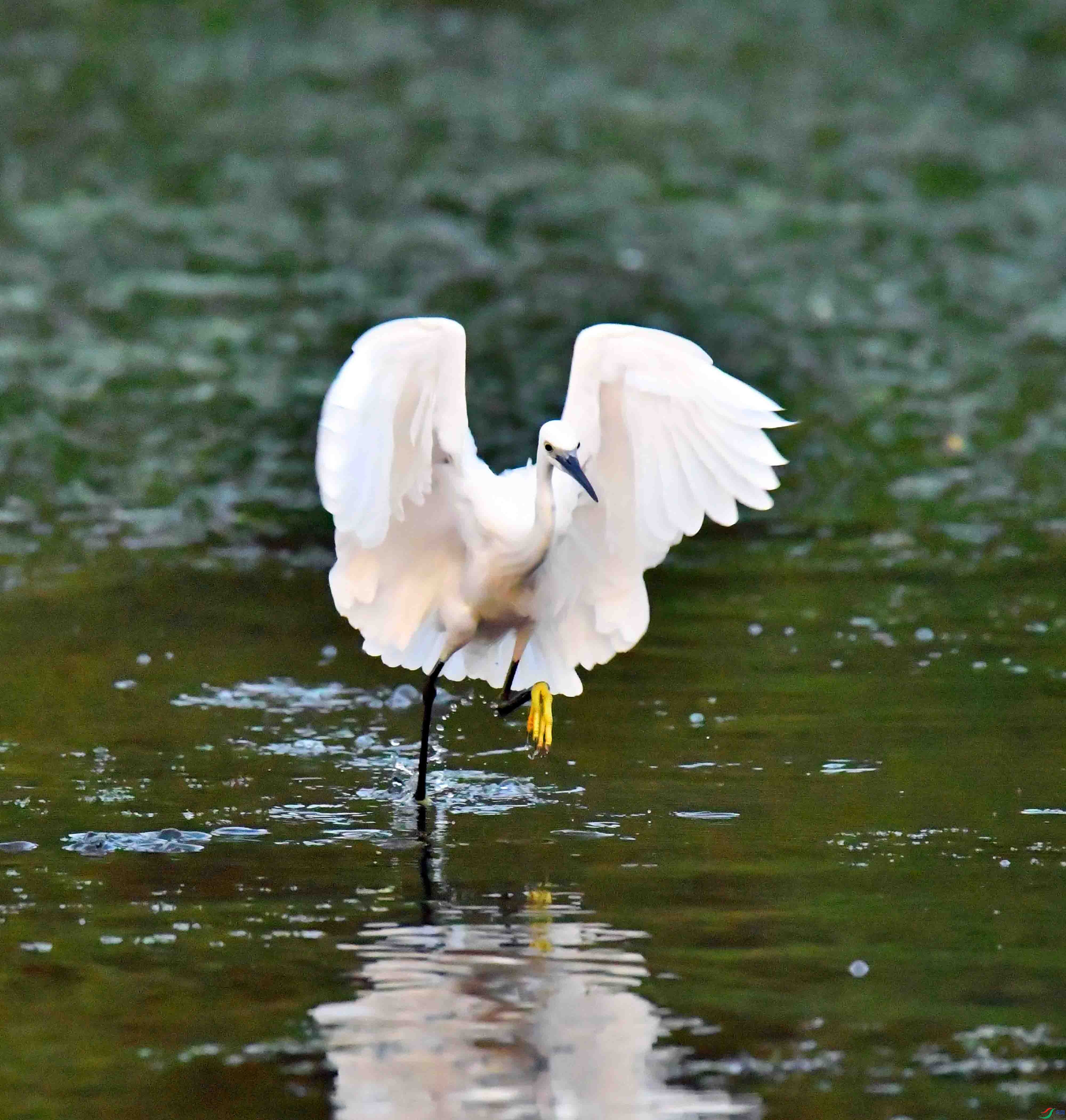 DSC_6438.JPG