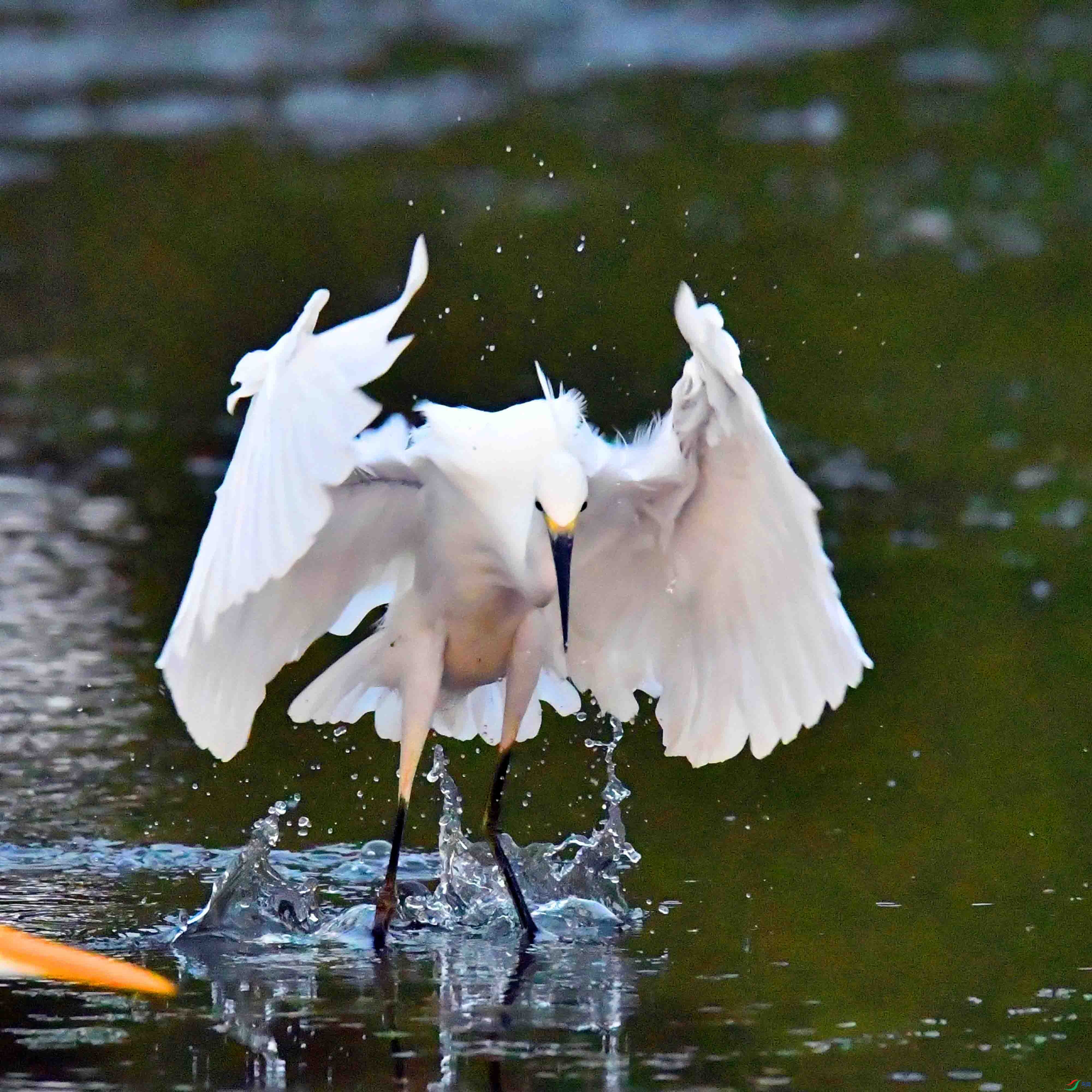 DSC_6419.JPG