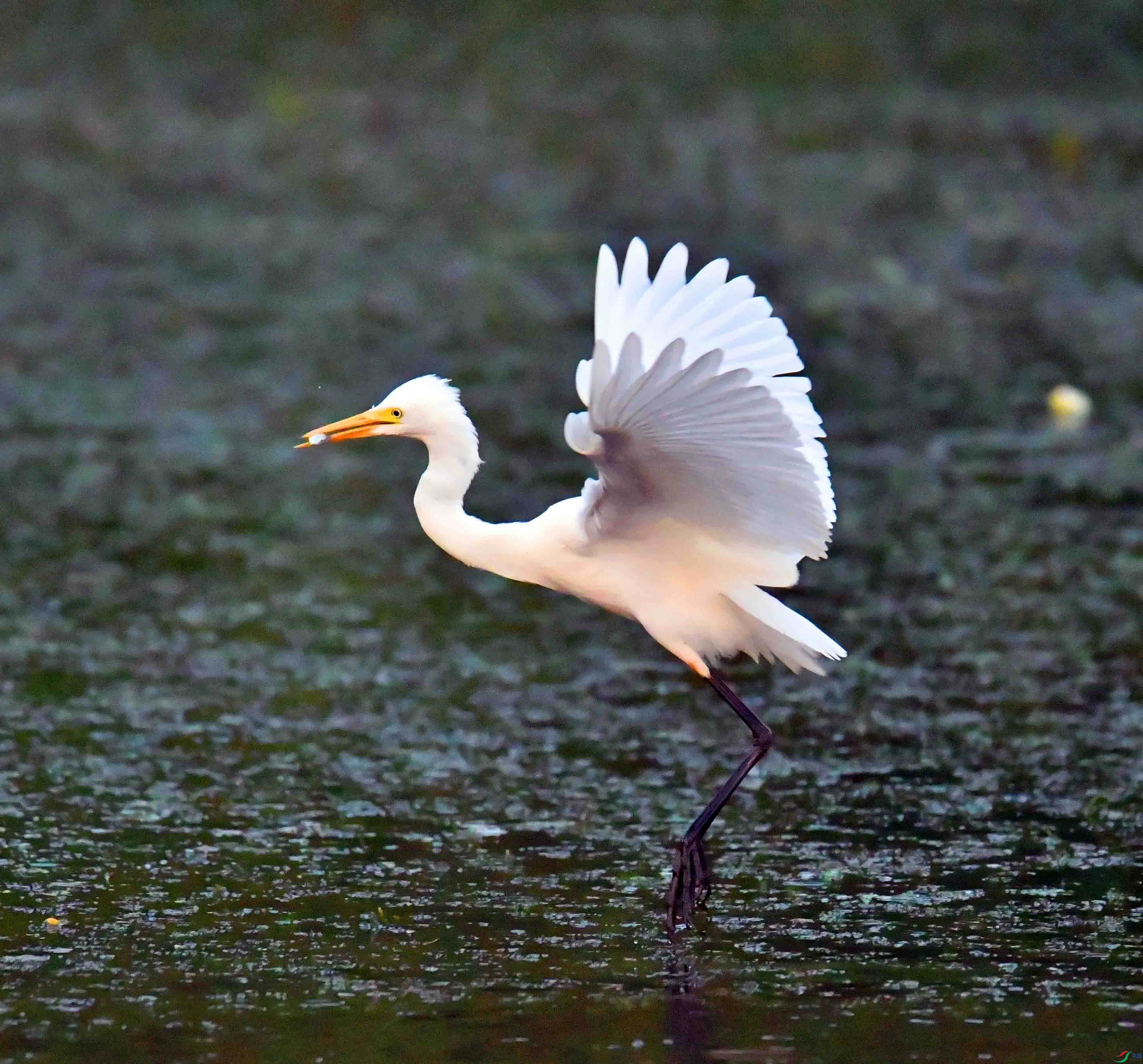 DSC_6408.JPG