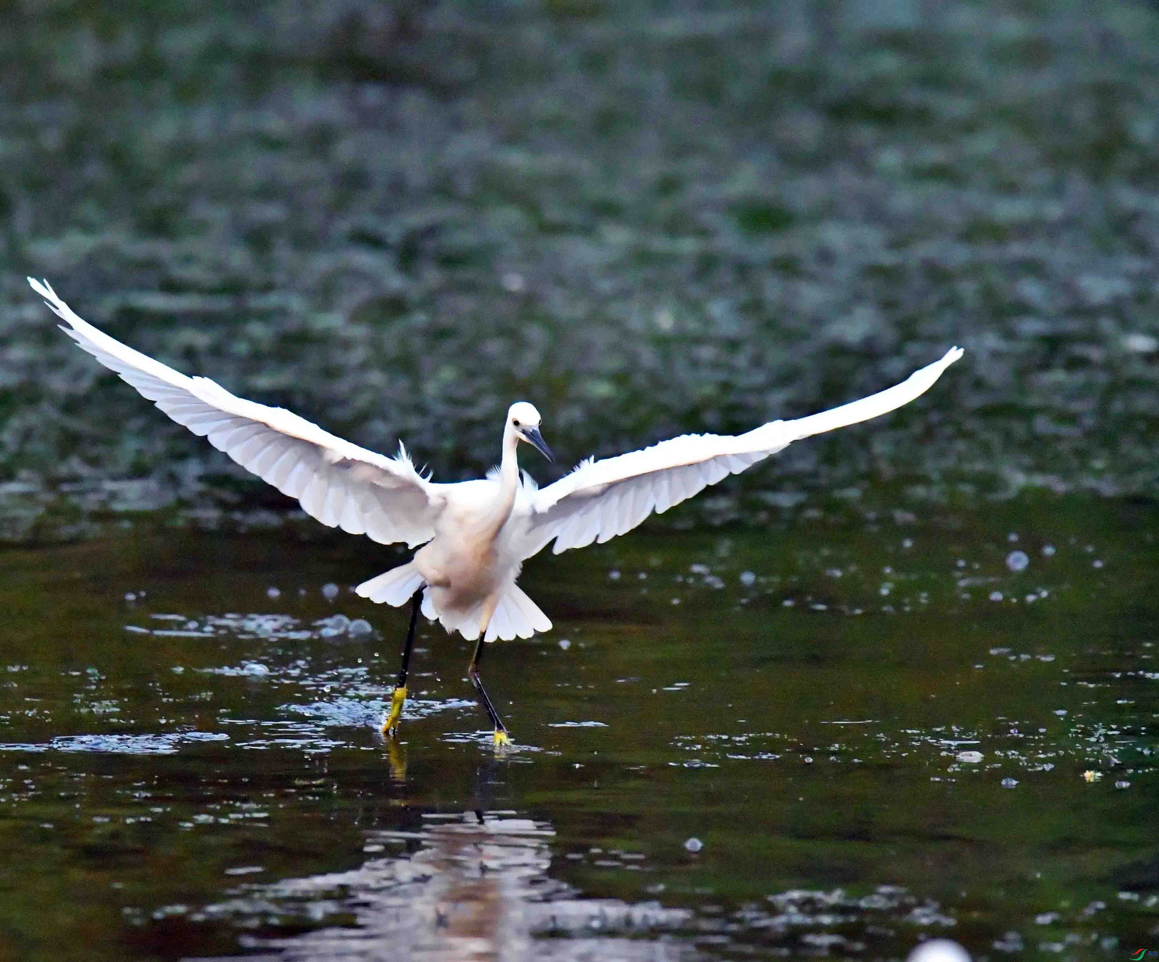 DSC_6439.JPG