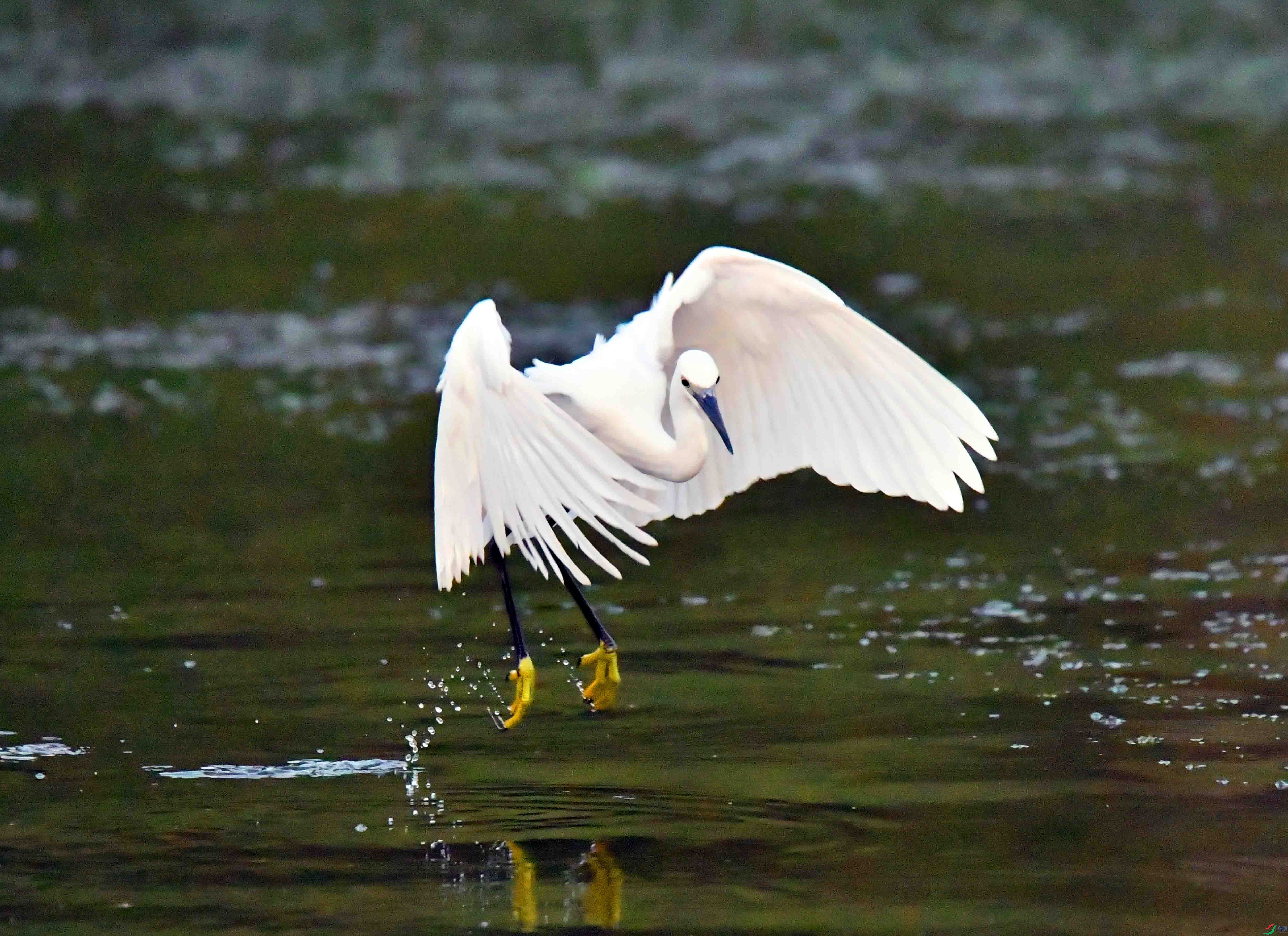 DSC_6442.JPG