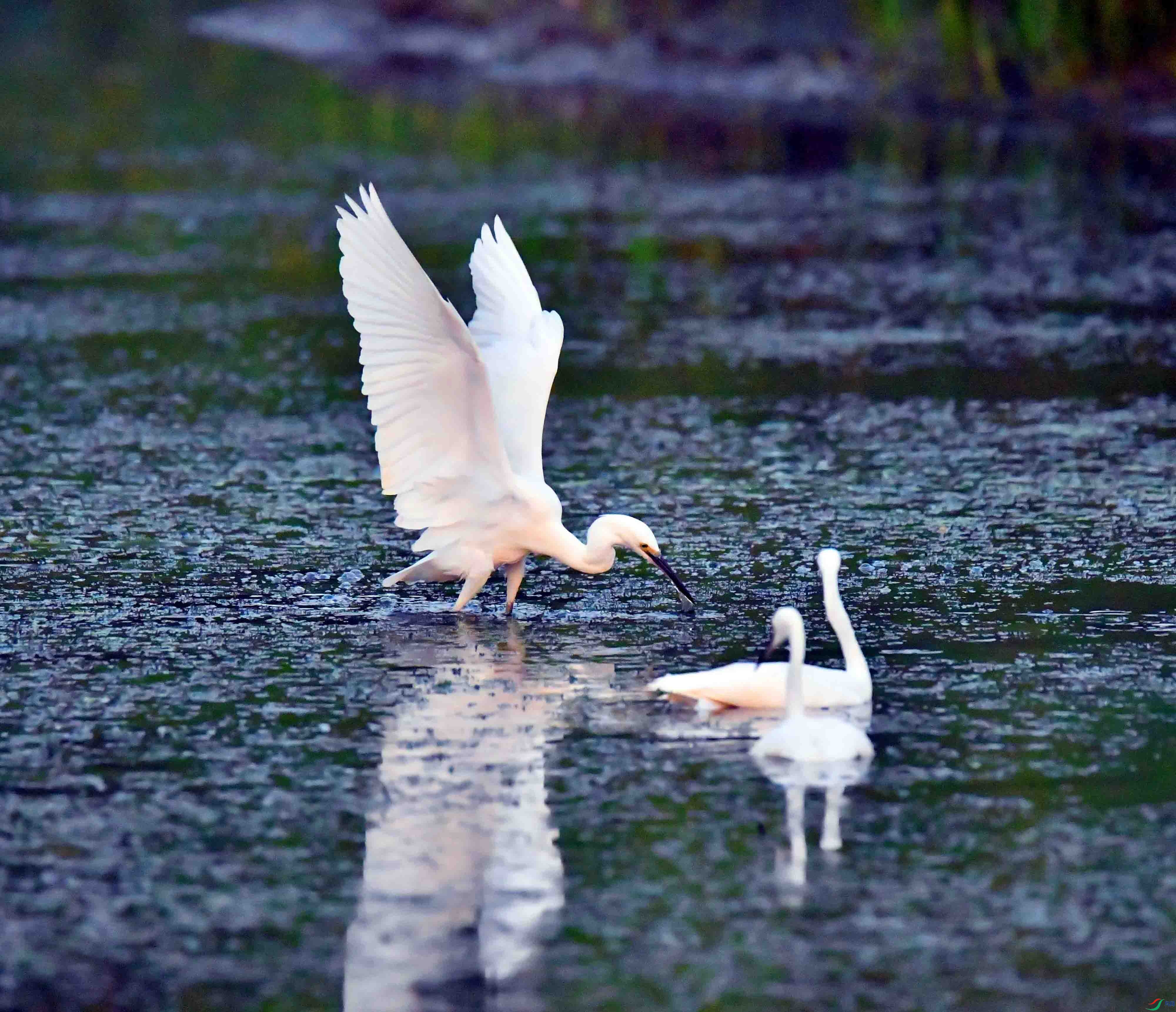 DSC_6529.JPG