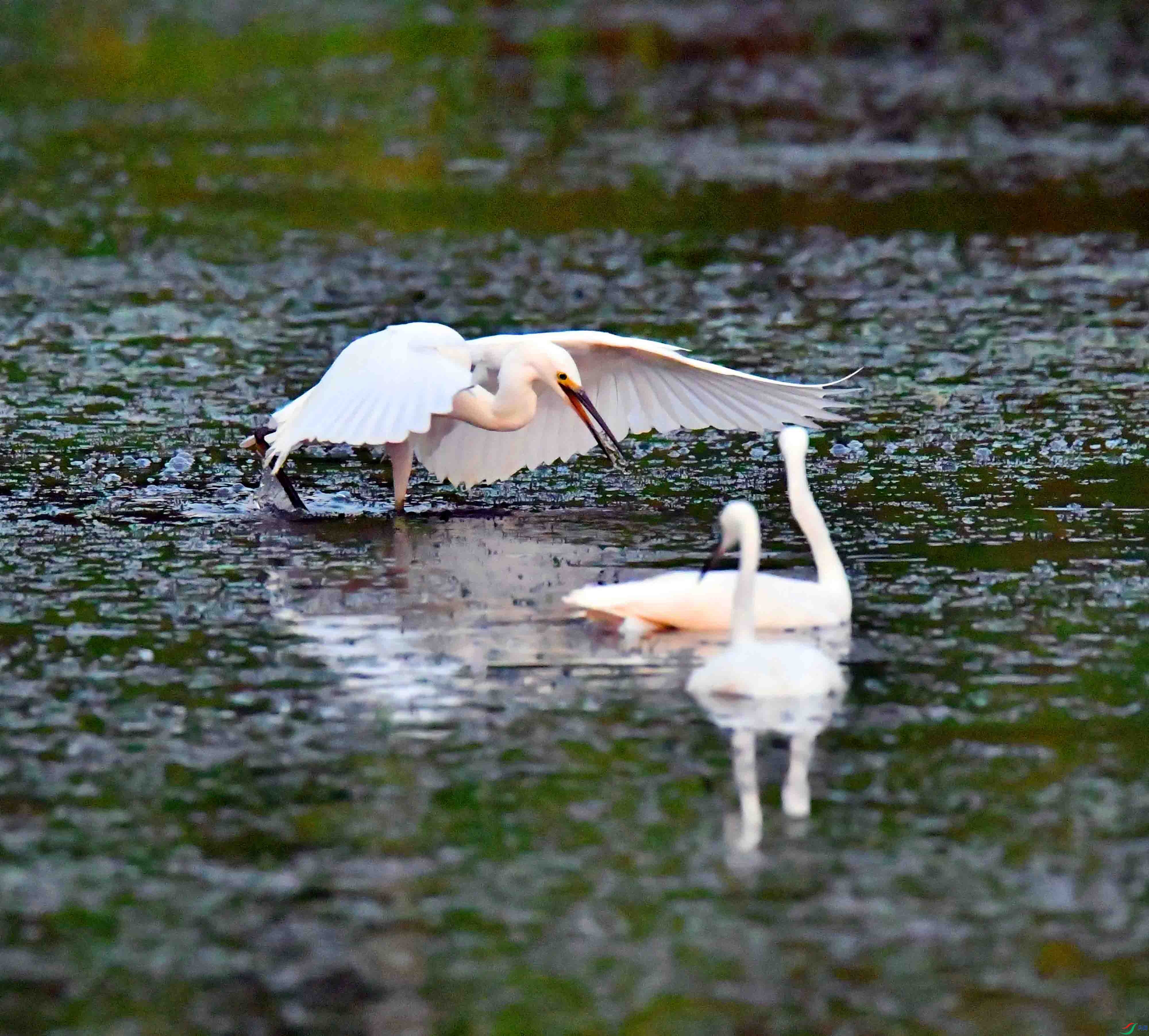 DSC_6530.JPG