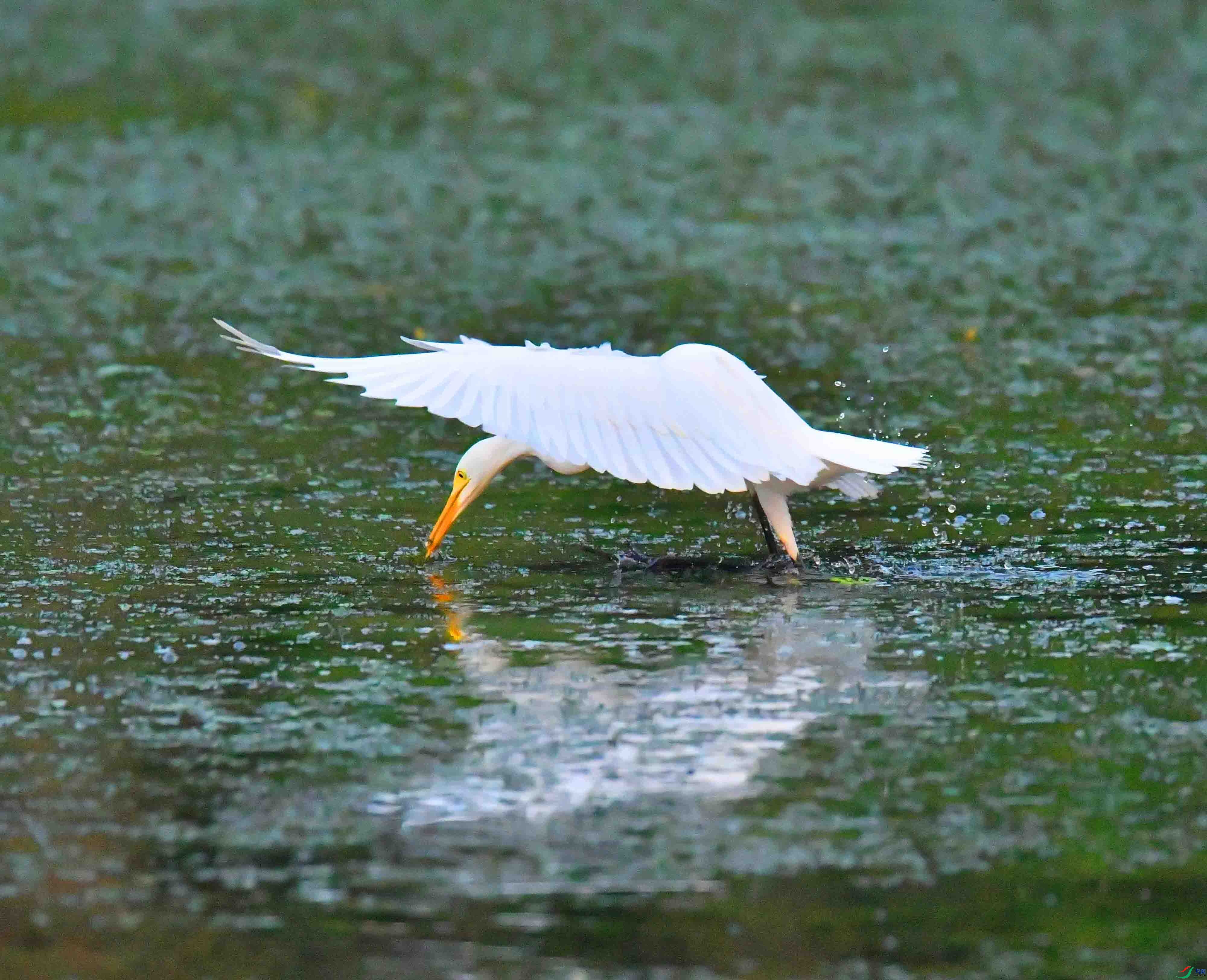 DSC_6537.JPG