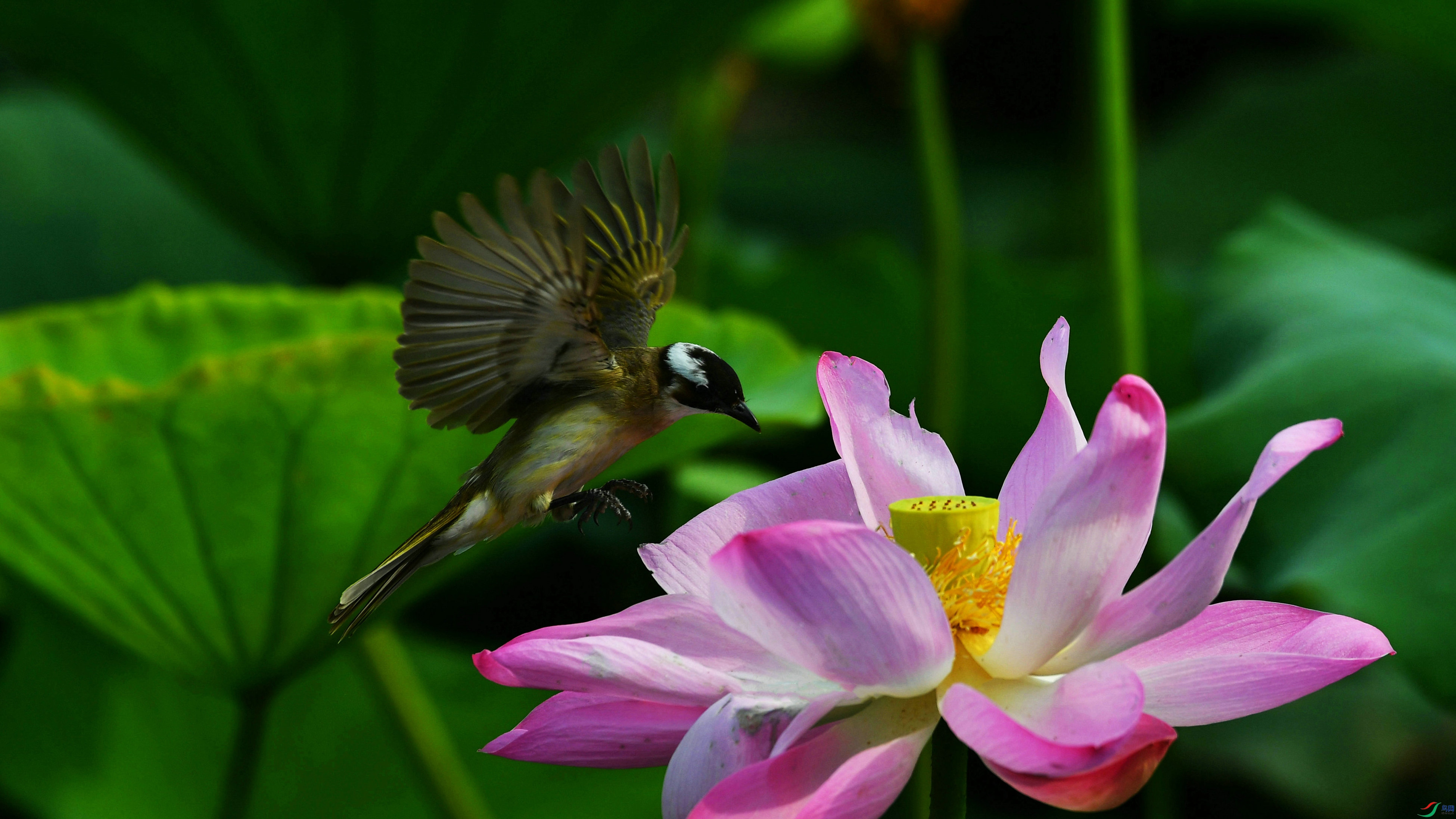 DSC_2112.JPG