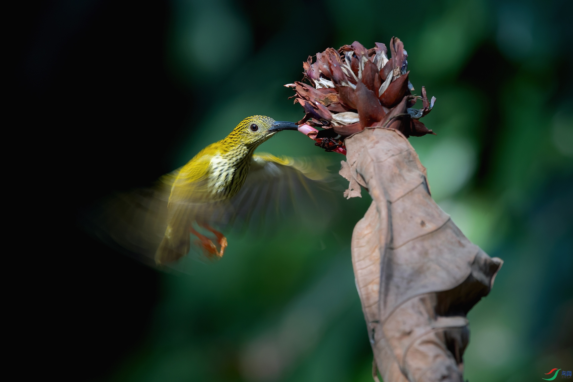 DSC_7002_DxOa.jpg