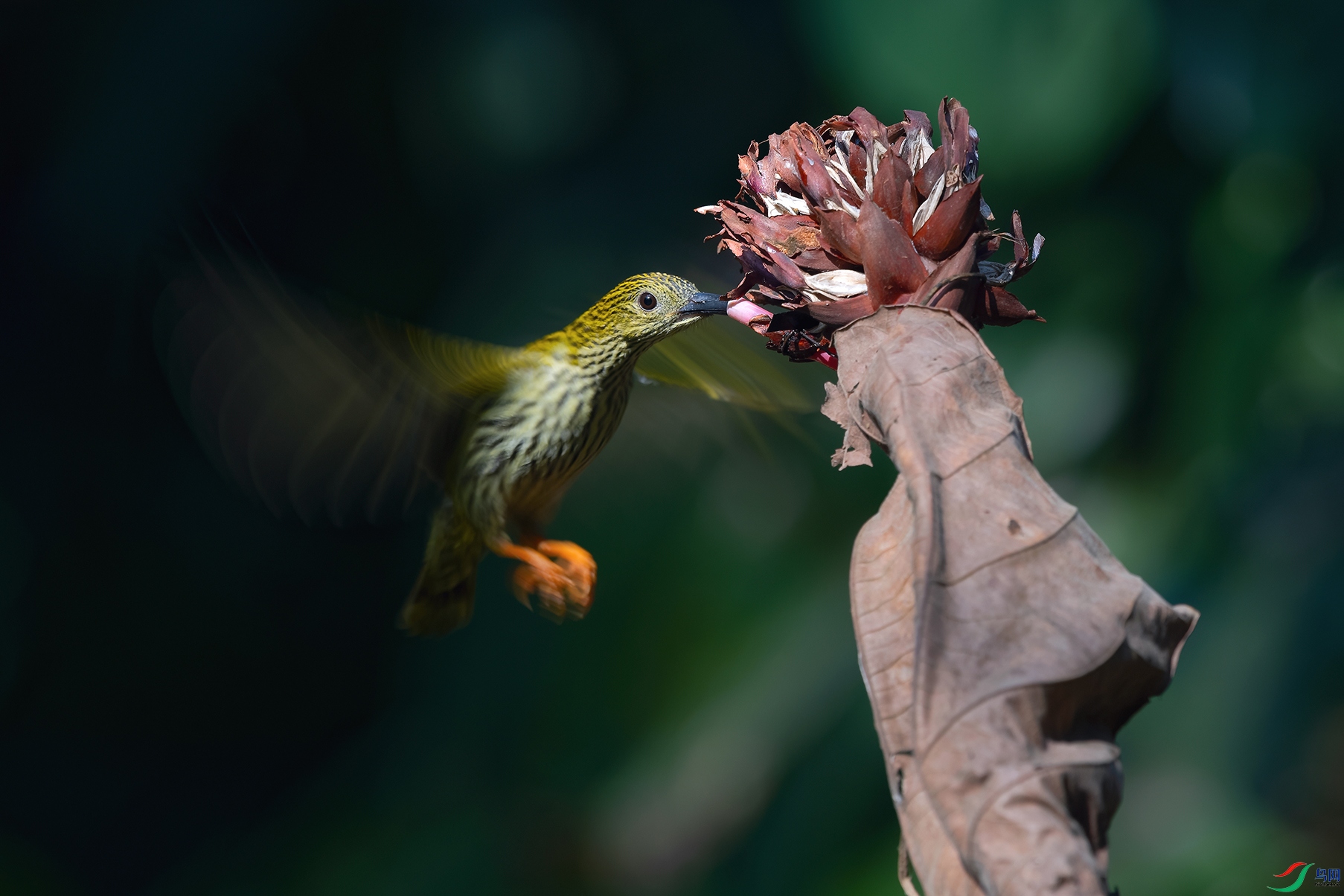 DSC_7080_DxOa.jpg