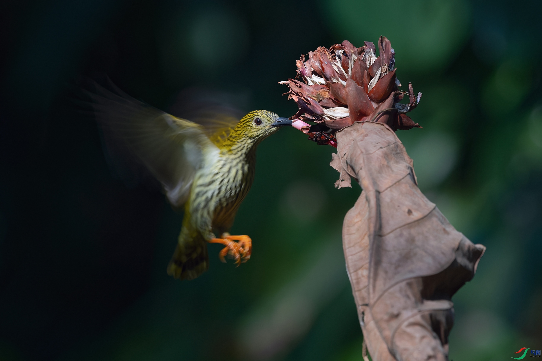 DSC_7089_DxOa.jpg