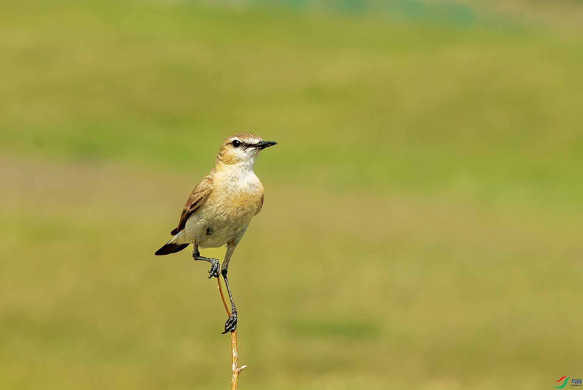 DSC_4910 -1.jpg