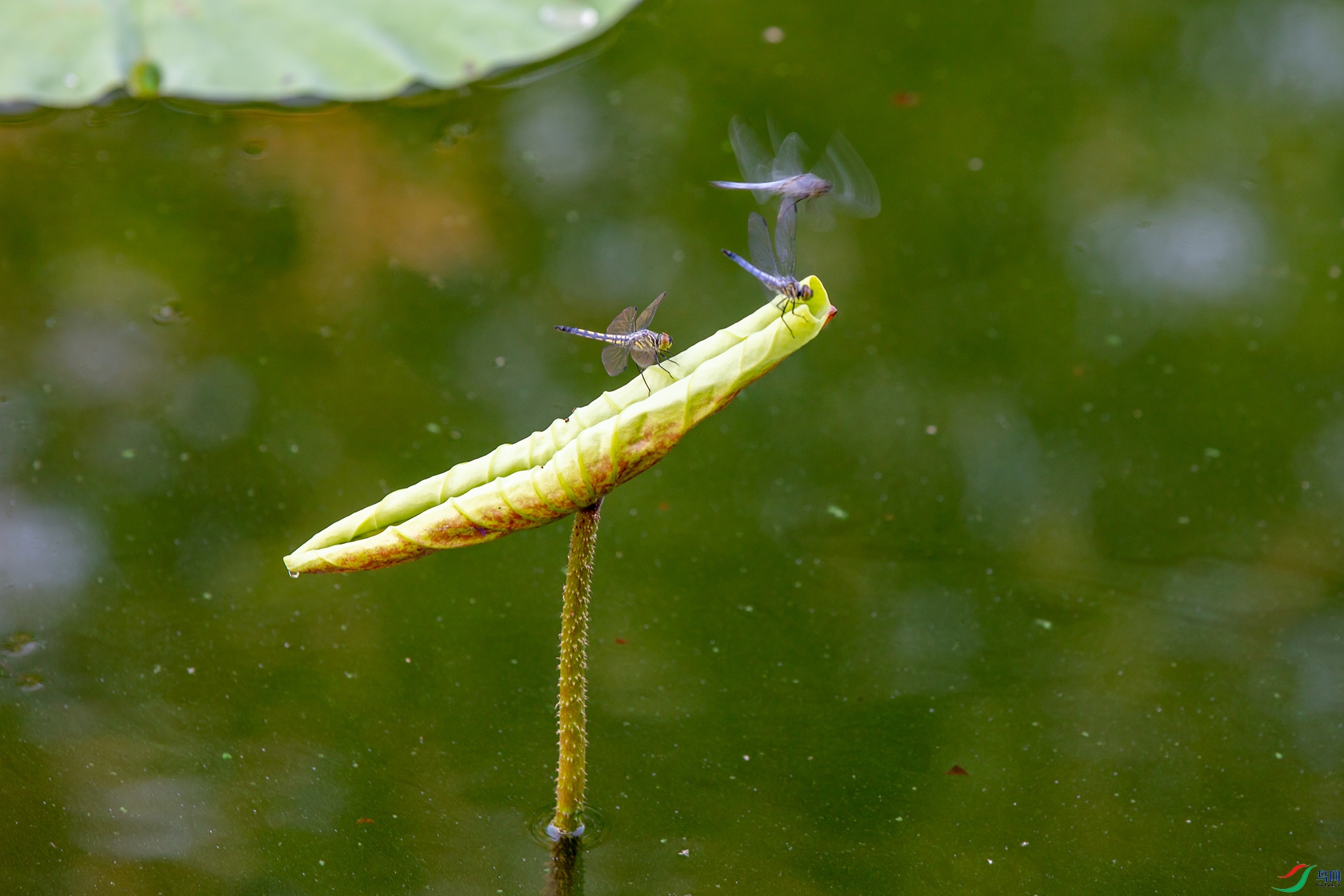_E5A8083.jpg