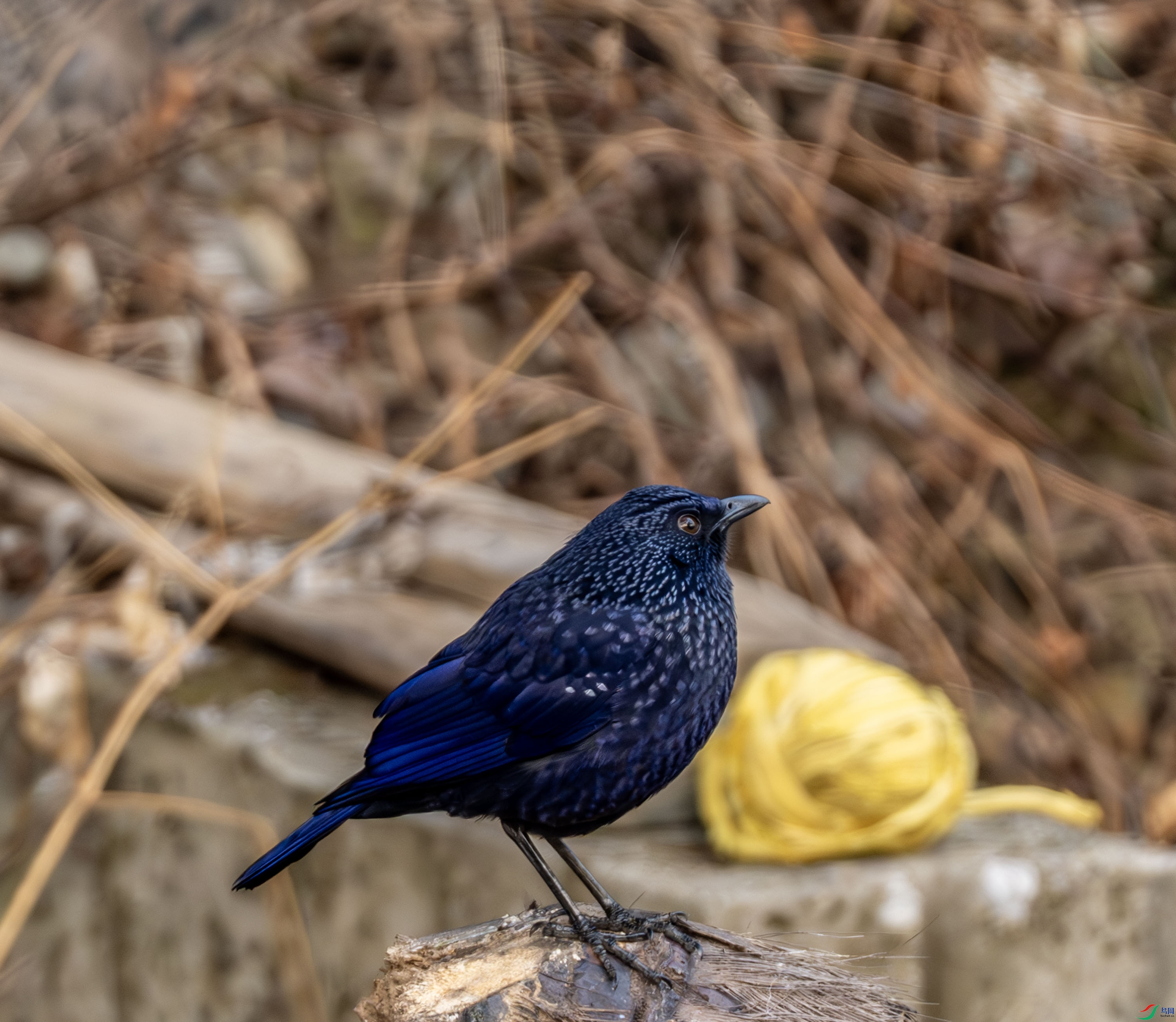 ��Х�-02-6.jpg