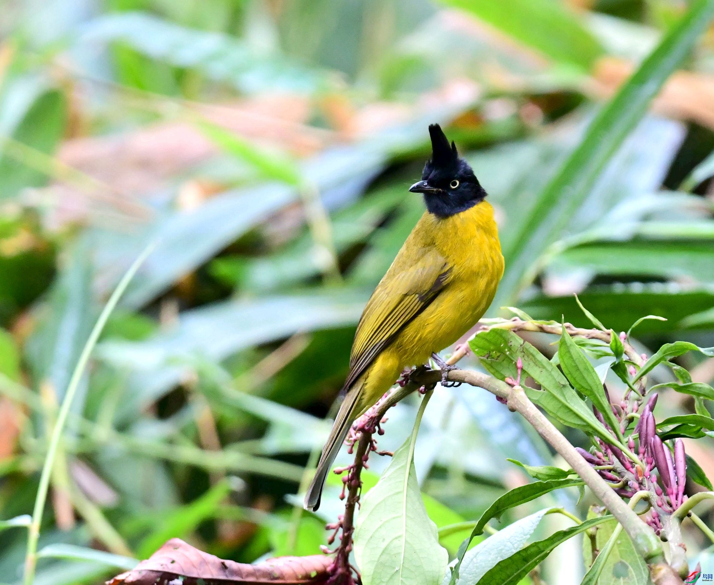 DSC_4239_����.jpg