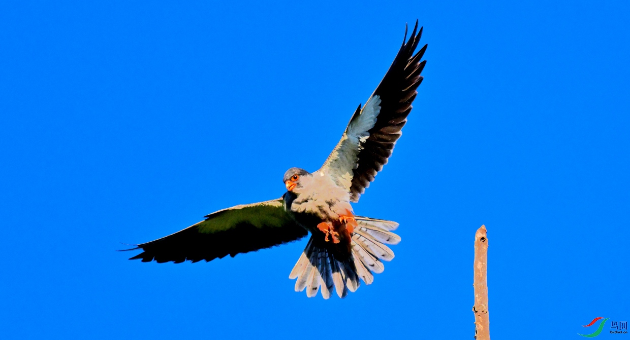 DSC_3838_2213DSC_3838.JPG