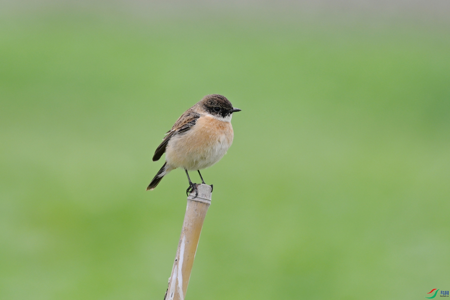 DSC_5322.JPG