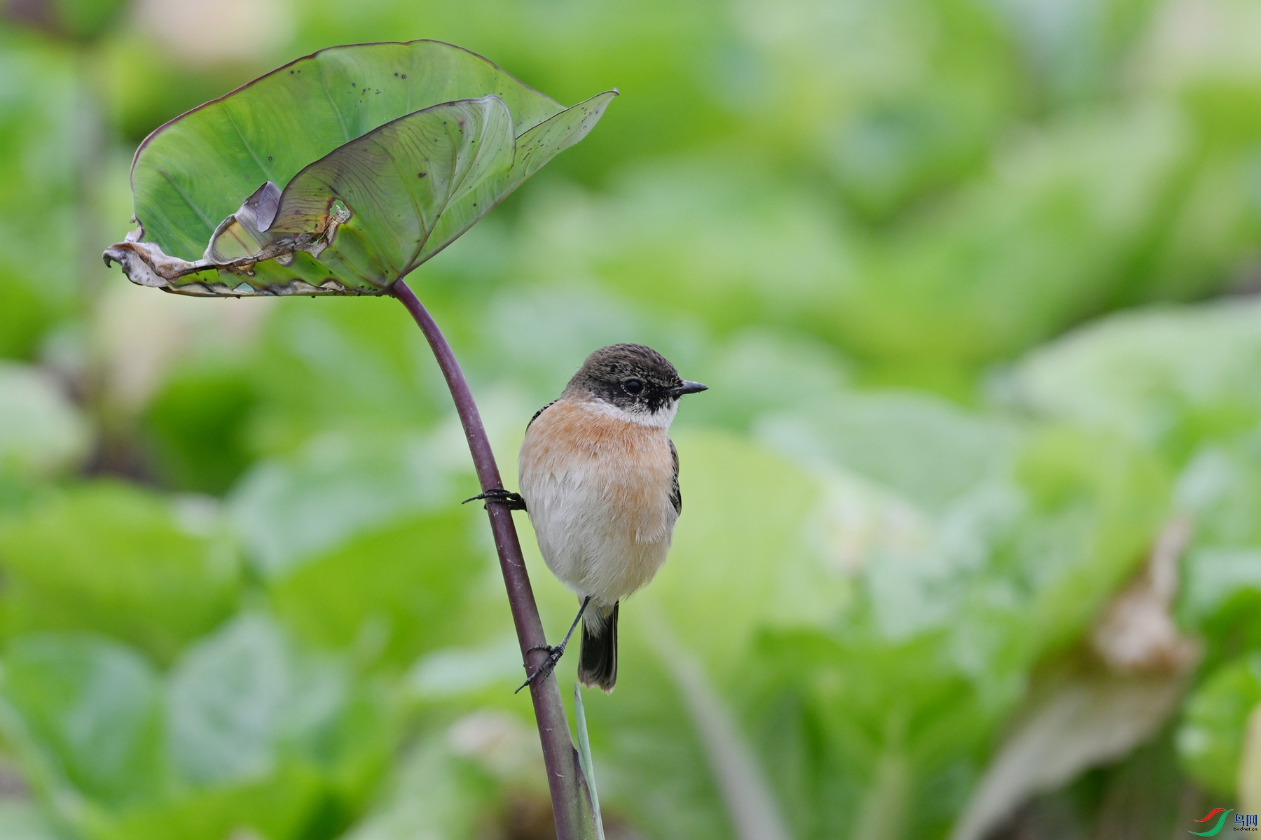 DSC_5326.JPG