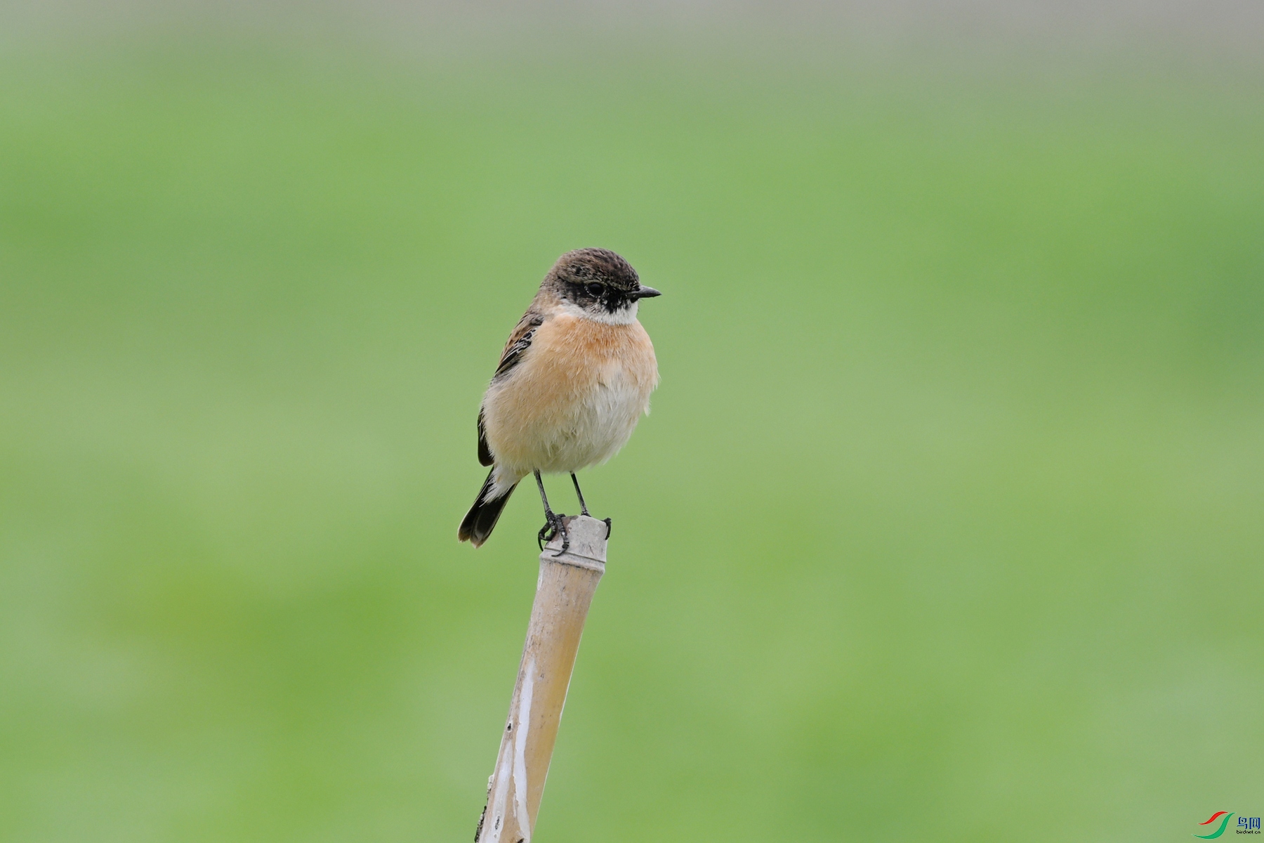 DSC_5324.JPG