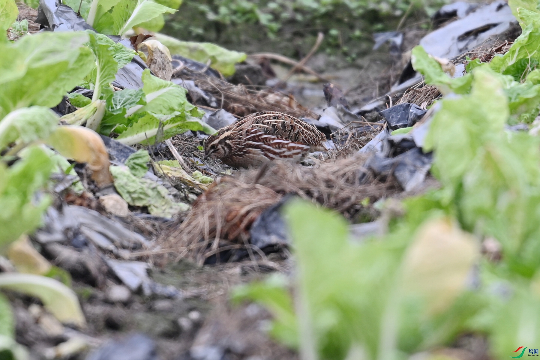 DSC_5382.JPG