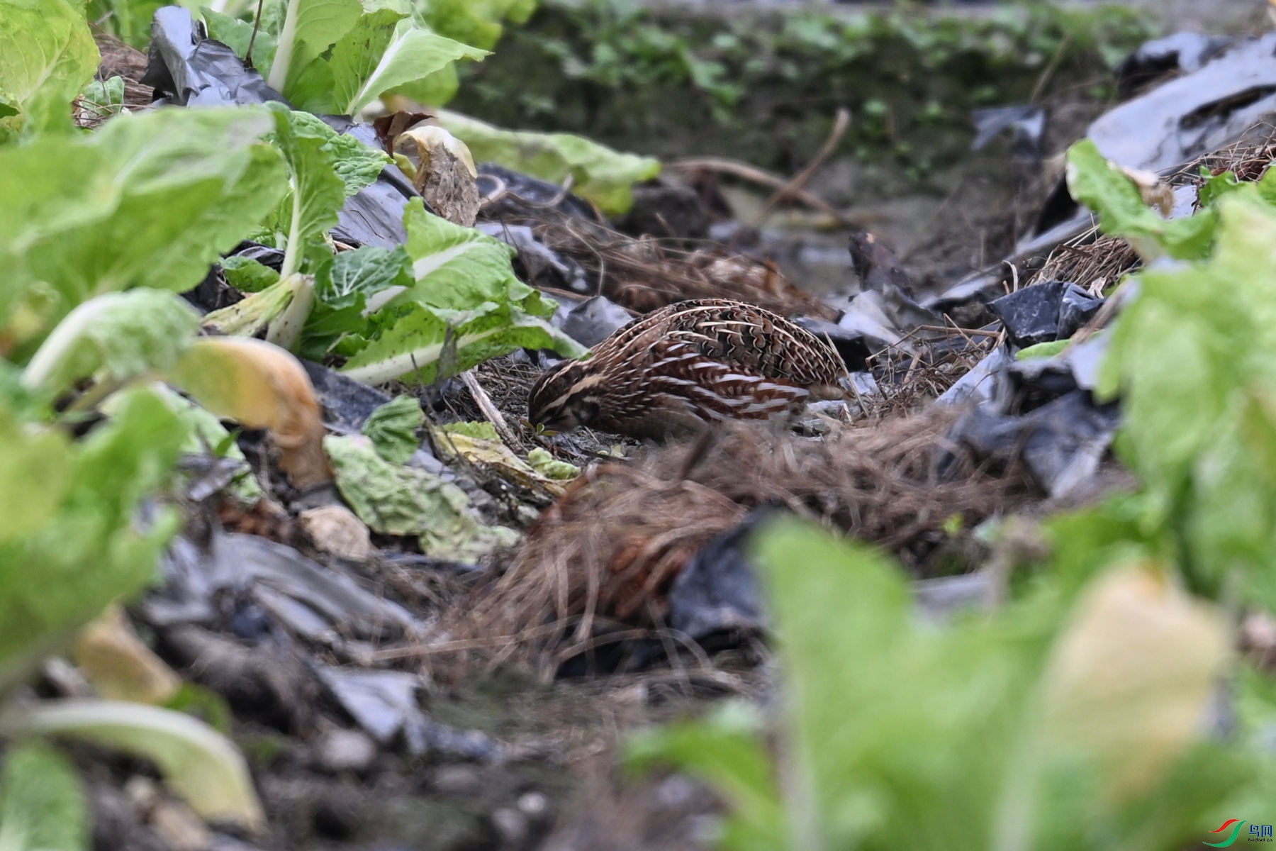 DSC_5385.JPG