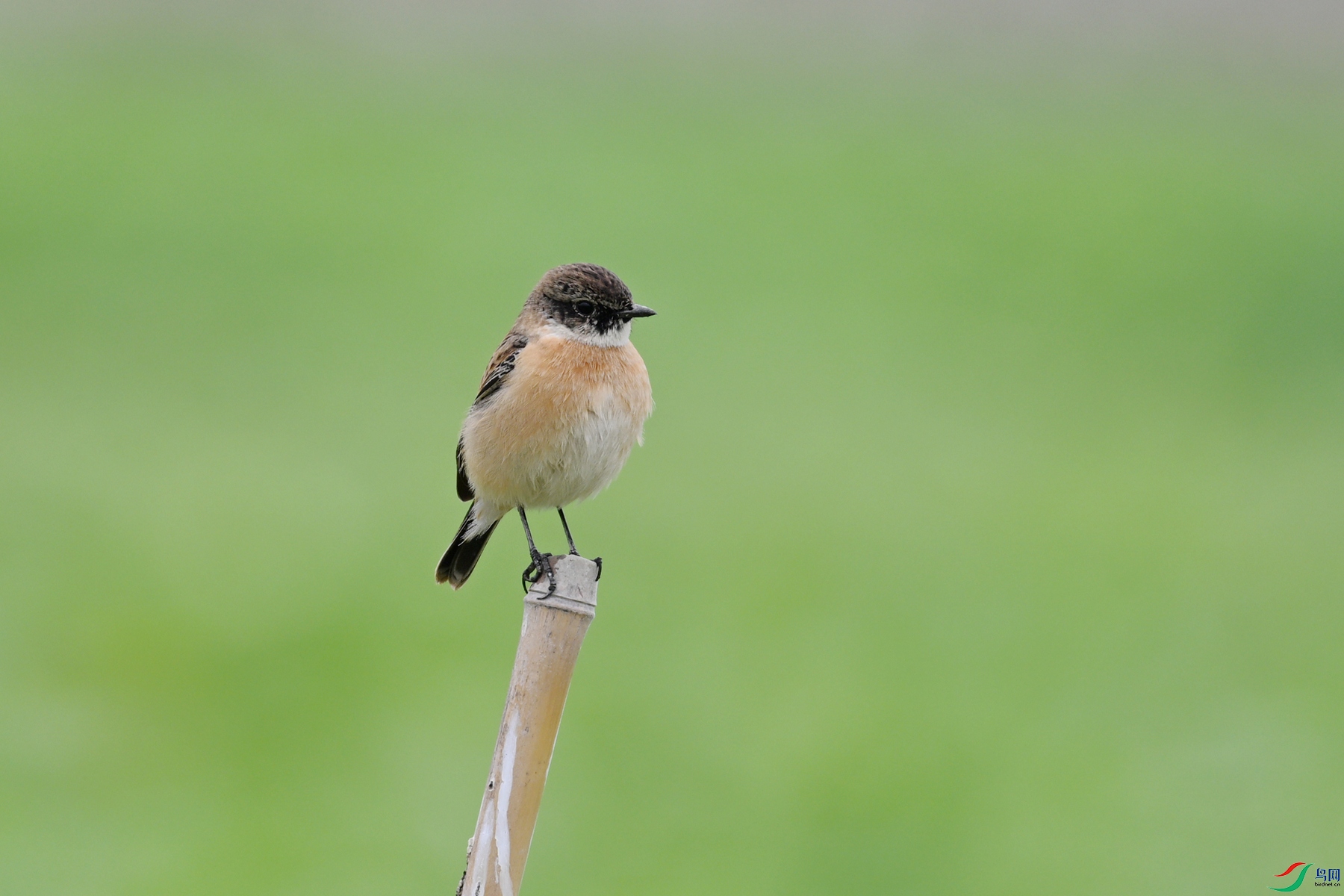 DSC_5325.JPG