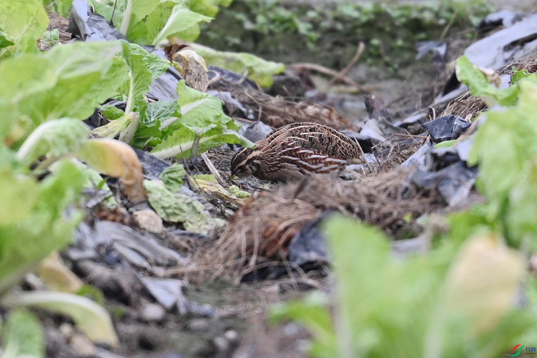 DSC_5387.JPG