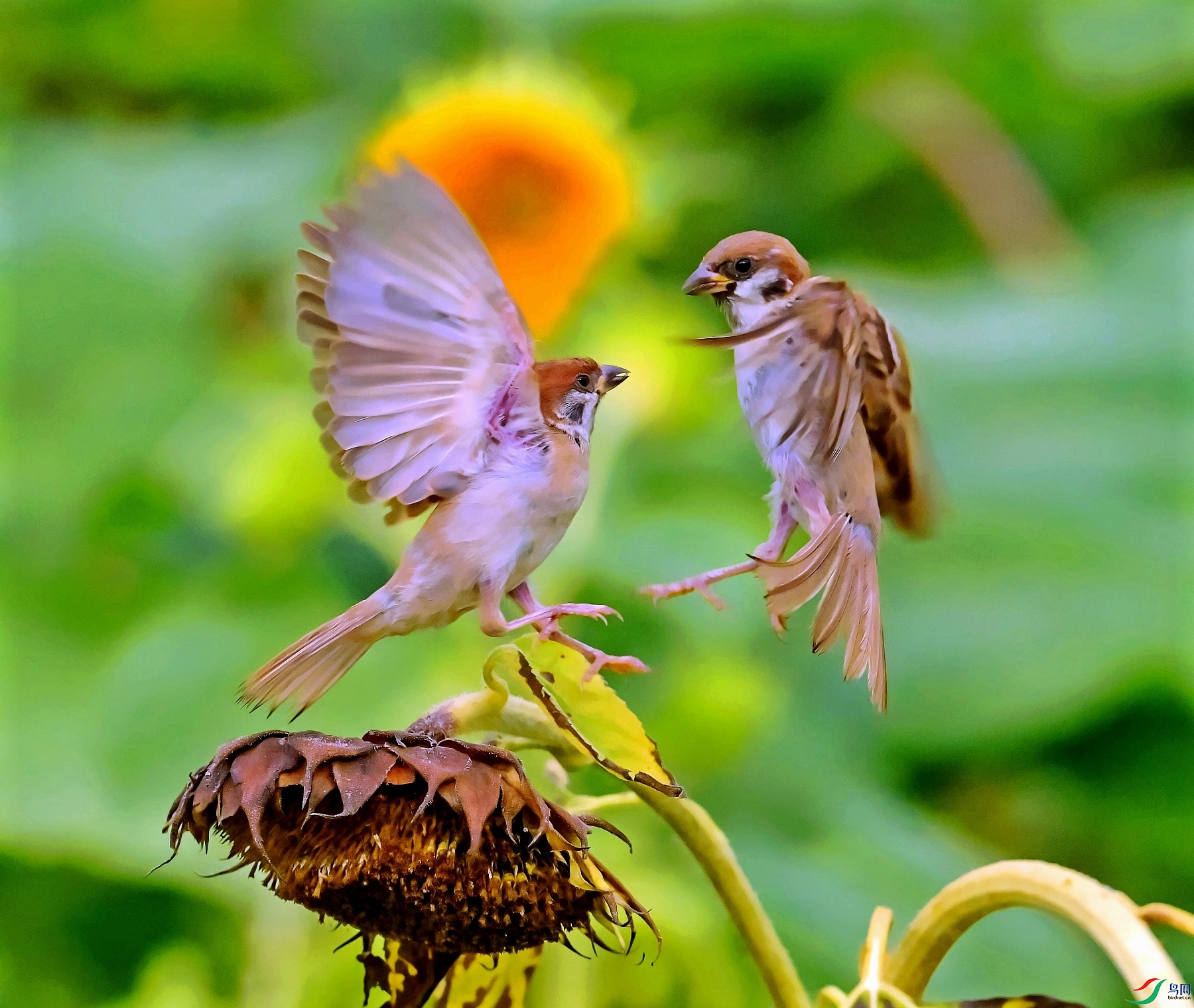 DSC_4129���д�.jpg