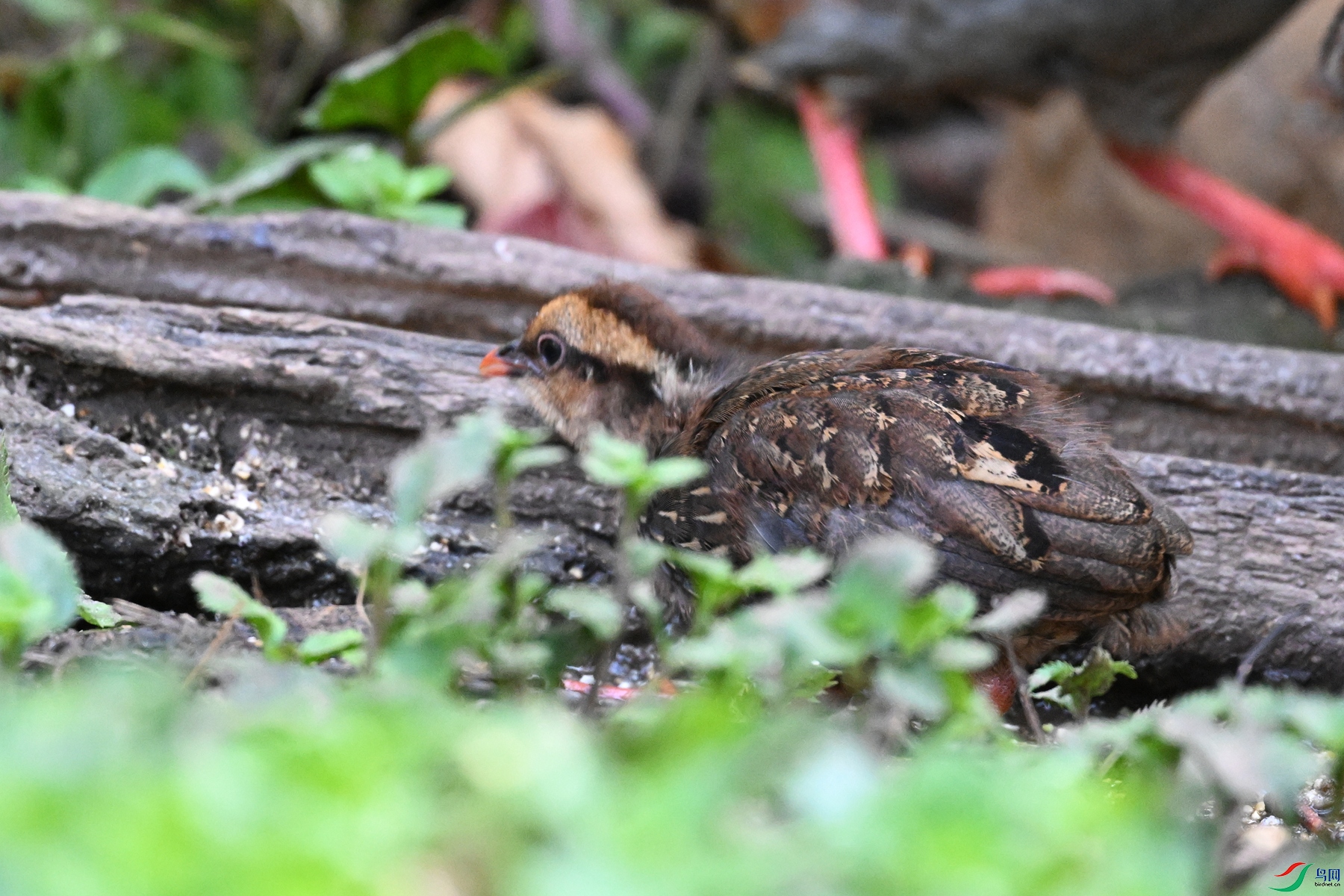 DSC_5618.JPG