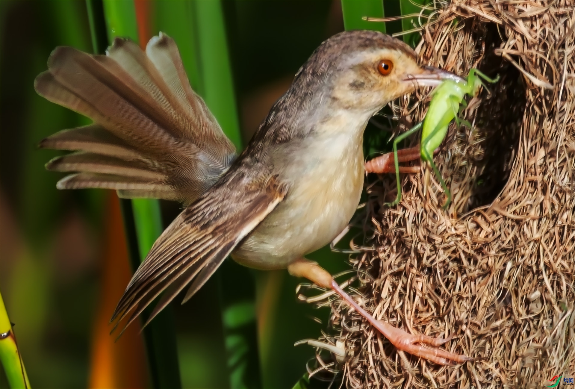 �鳲����