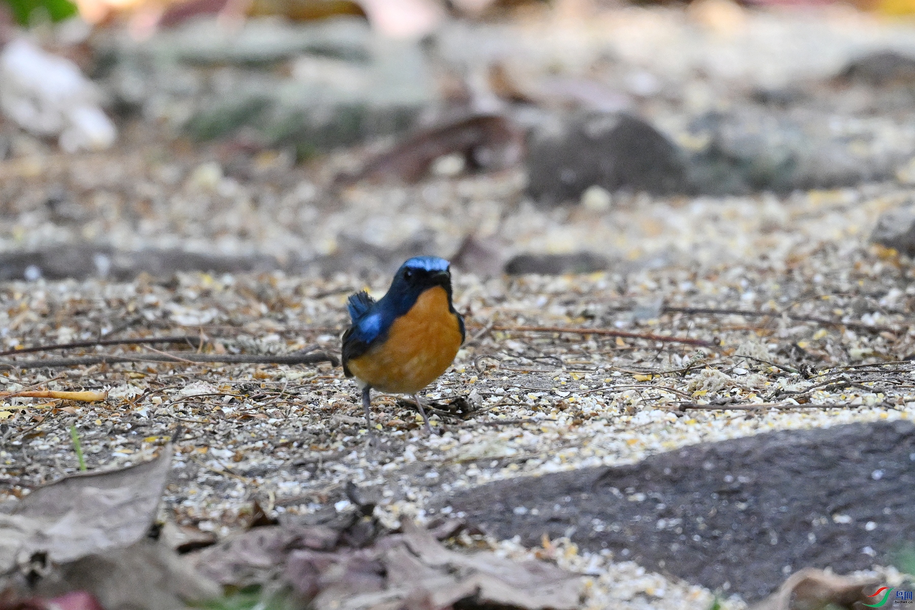 DSC_5633.JPG