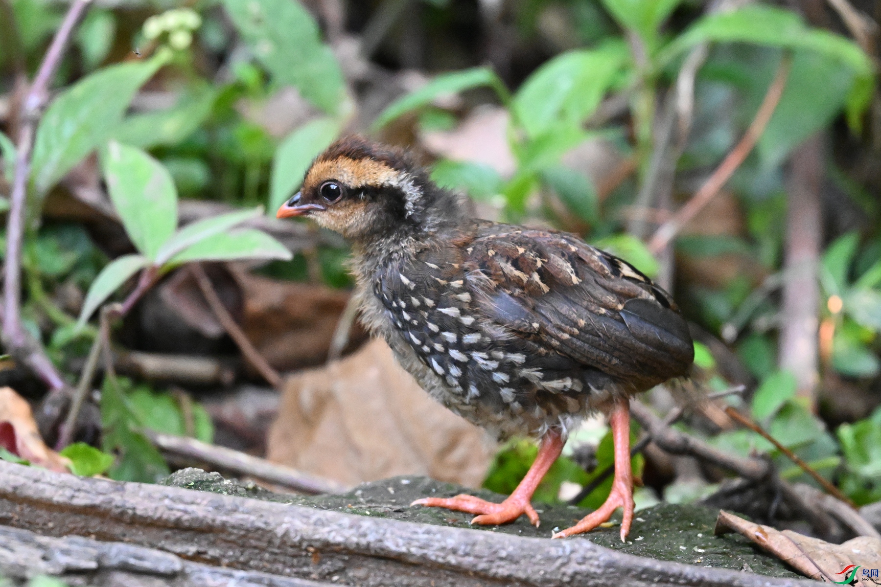 DSC_5612.JPG