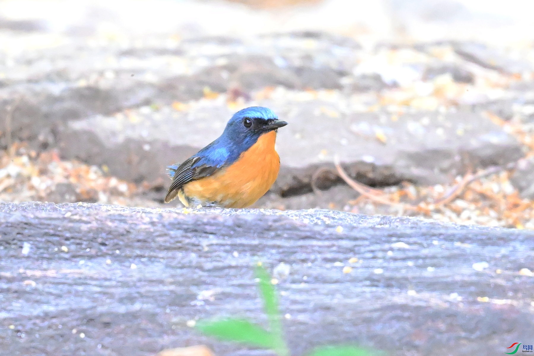 DSC_5641.JPG