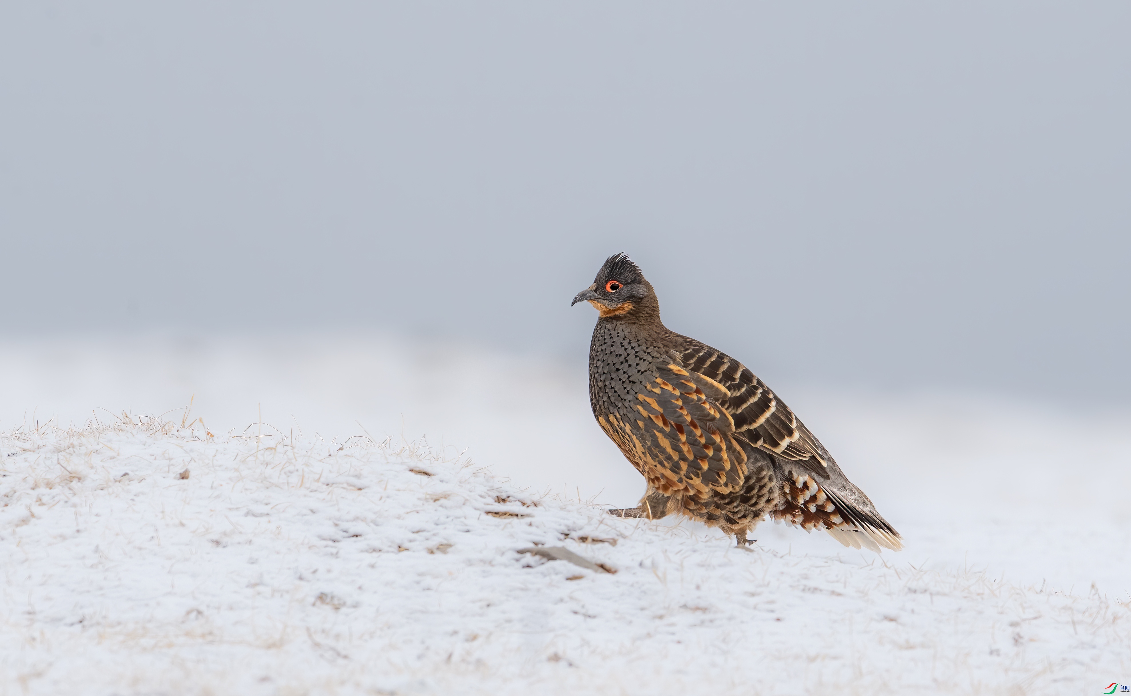 DSC_5353-1.jpg