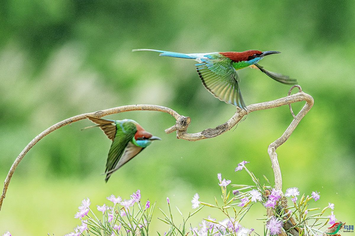 DSC_6361-����ǿ.jpg