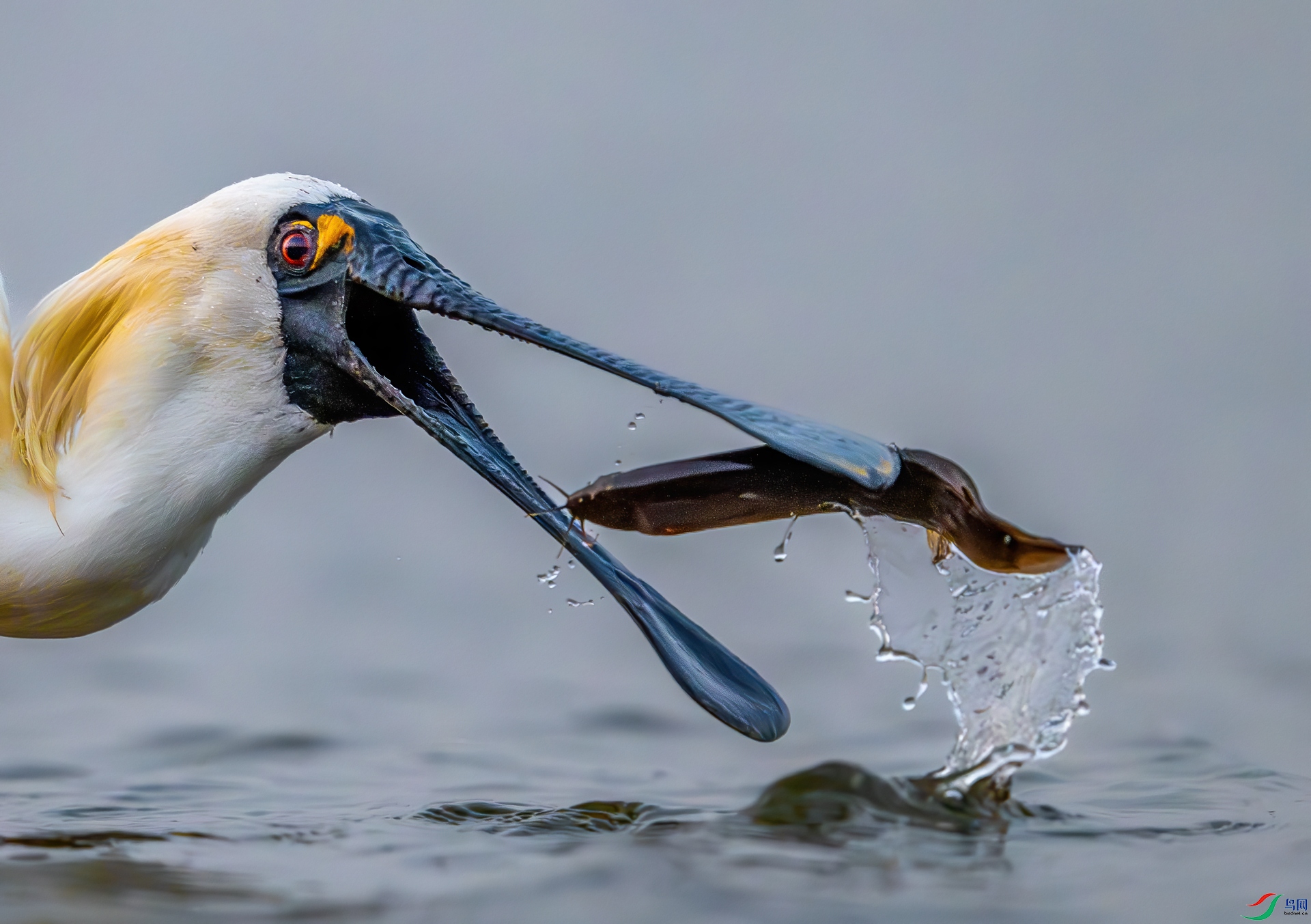 DSC_1708-1.jpg