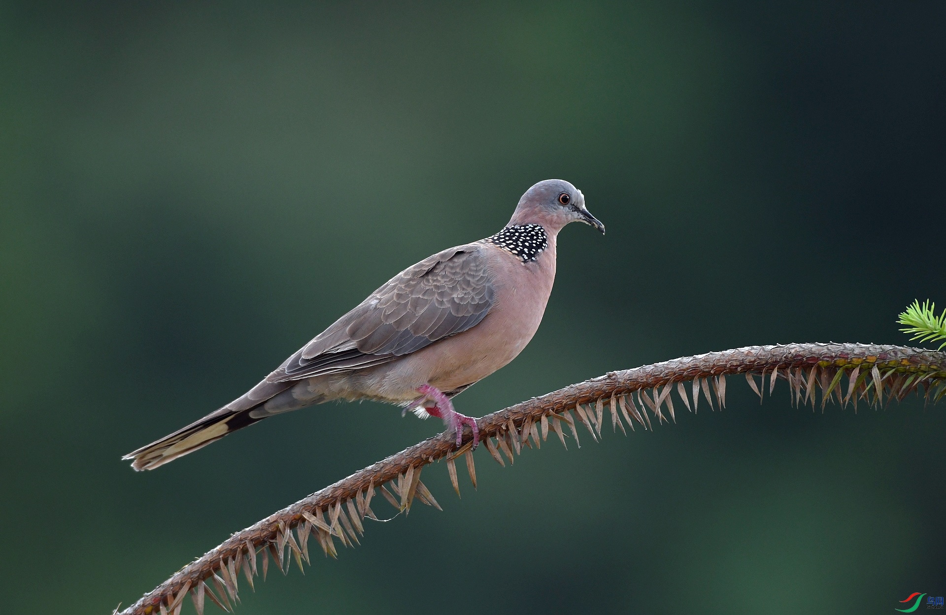 DSC_2104.jpg