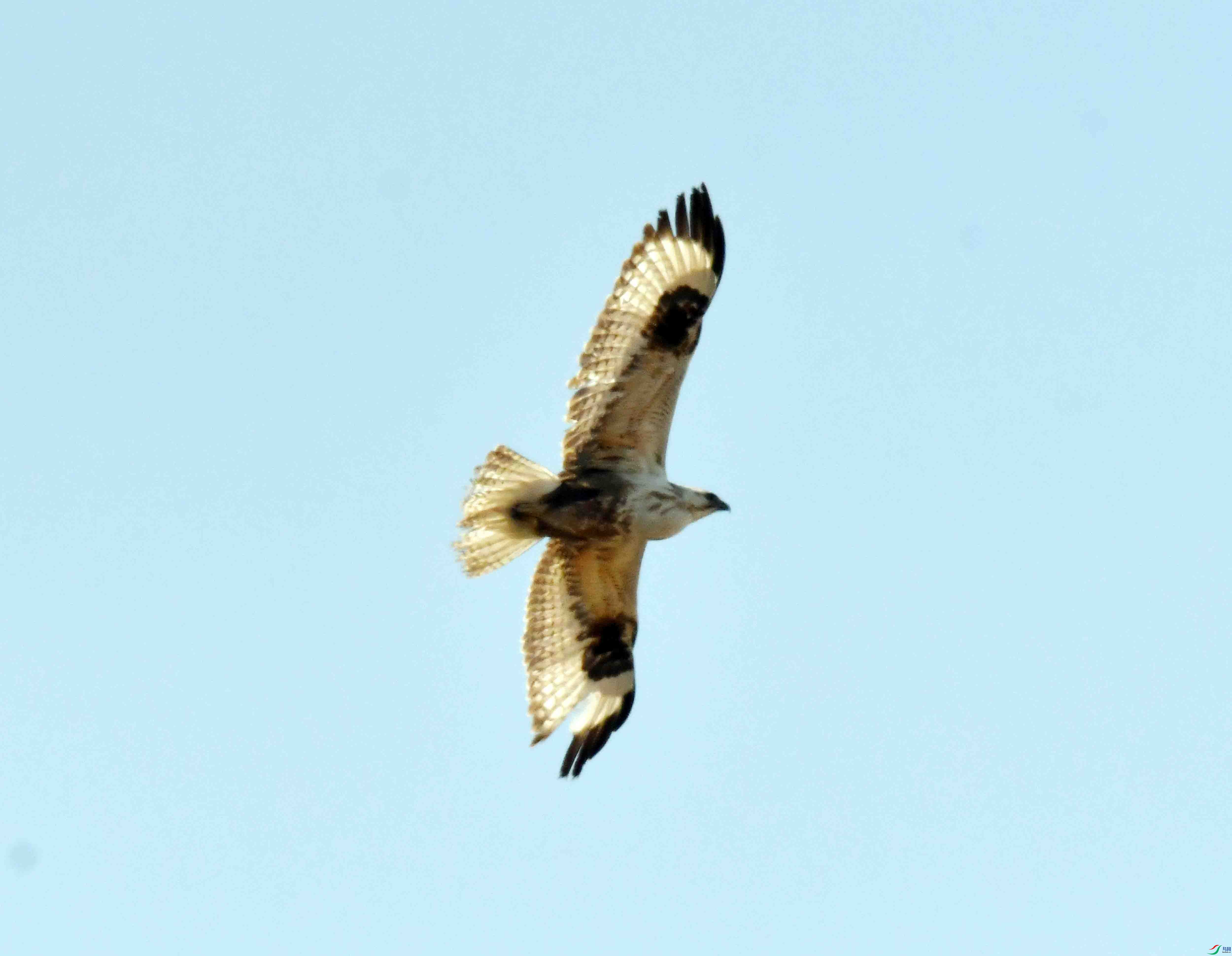DSC_1818.JPG