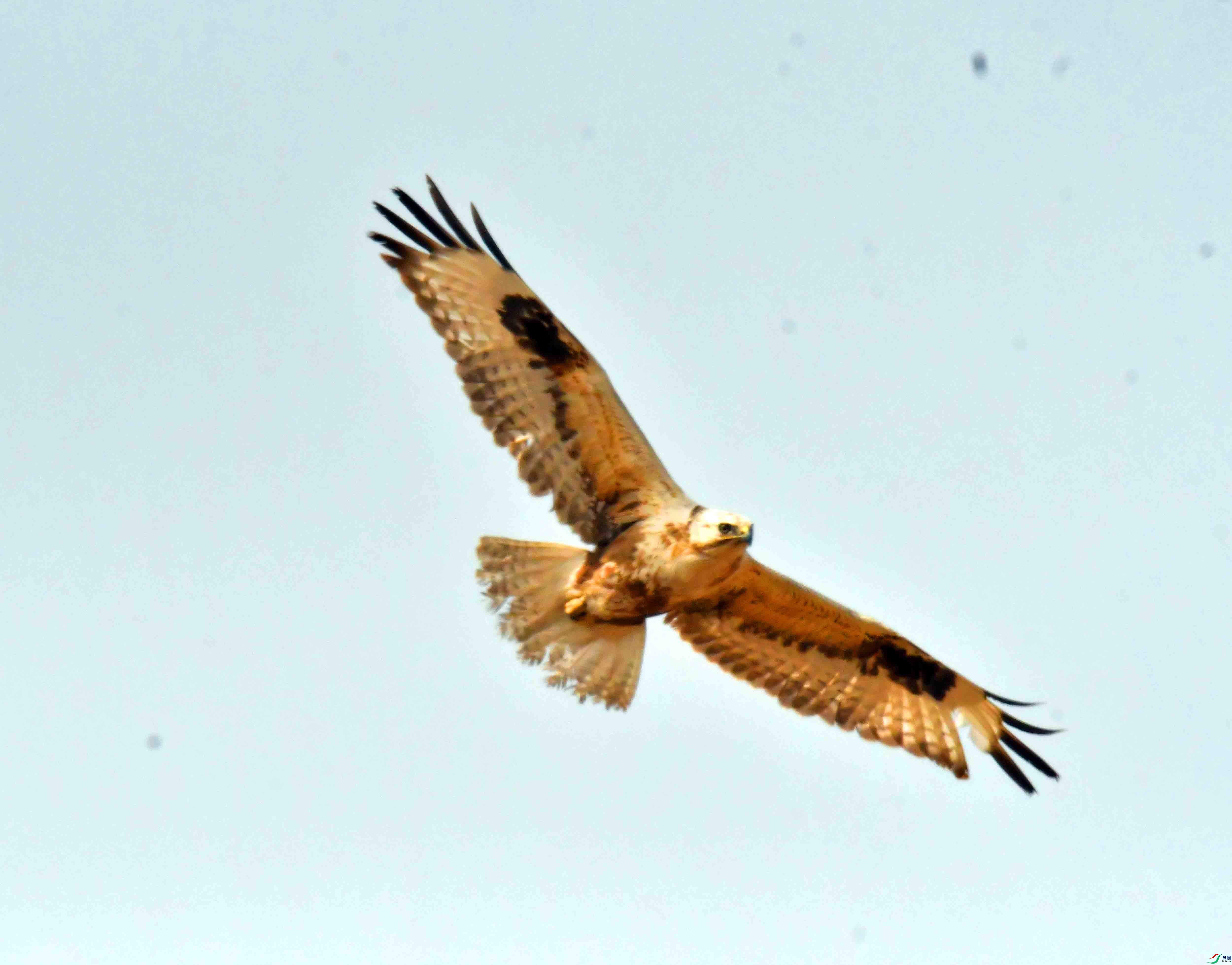 DSC_2039.JPG