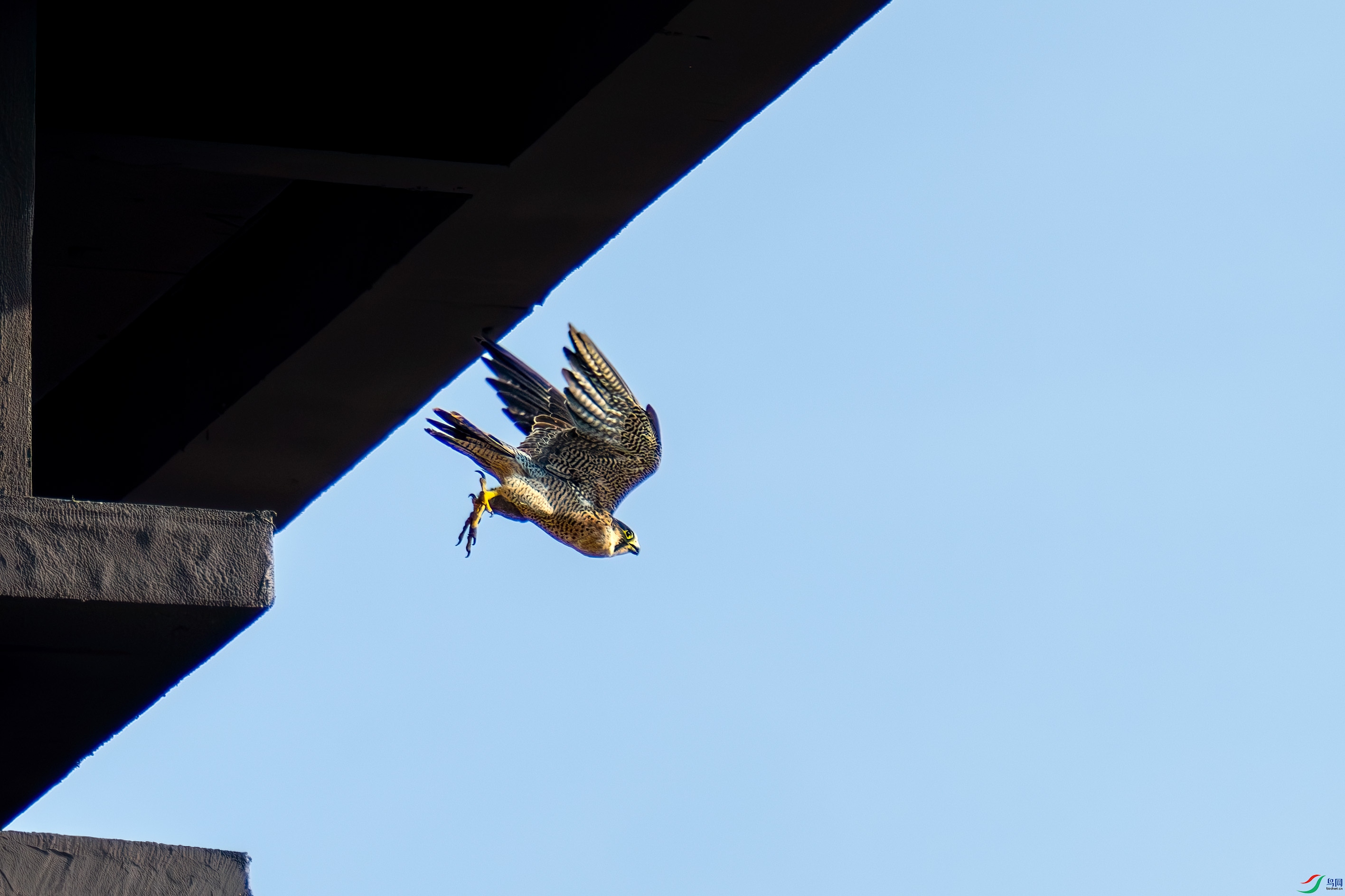 _DSC9753.jpg