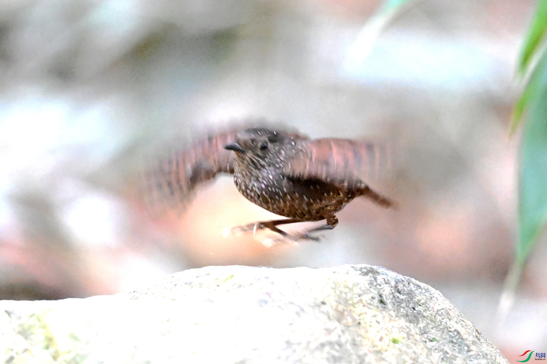 DSC_9493.JPG