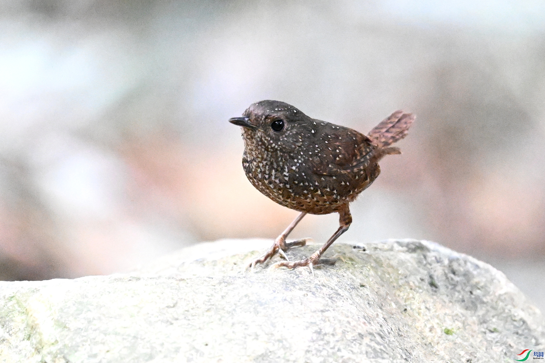 DSC_9513.JPG